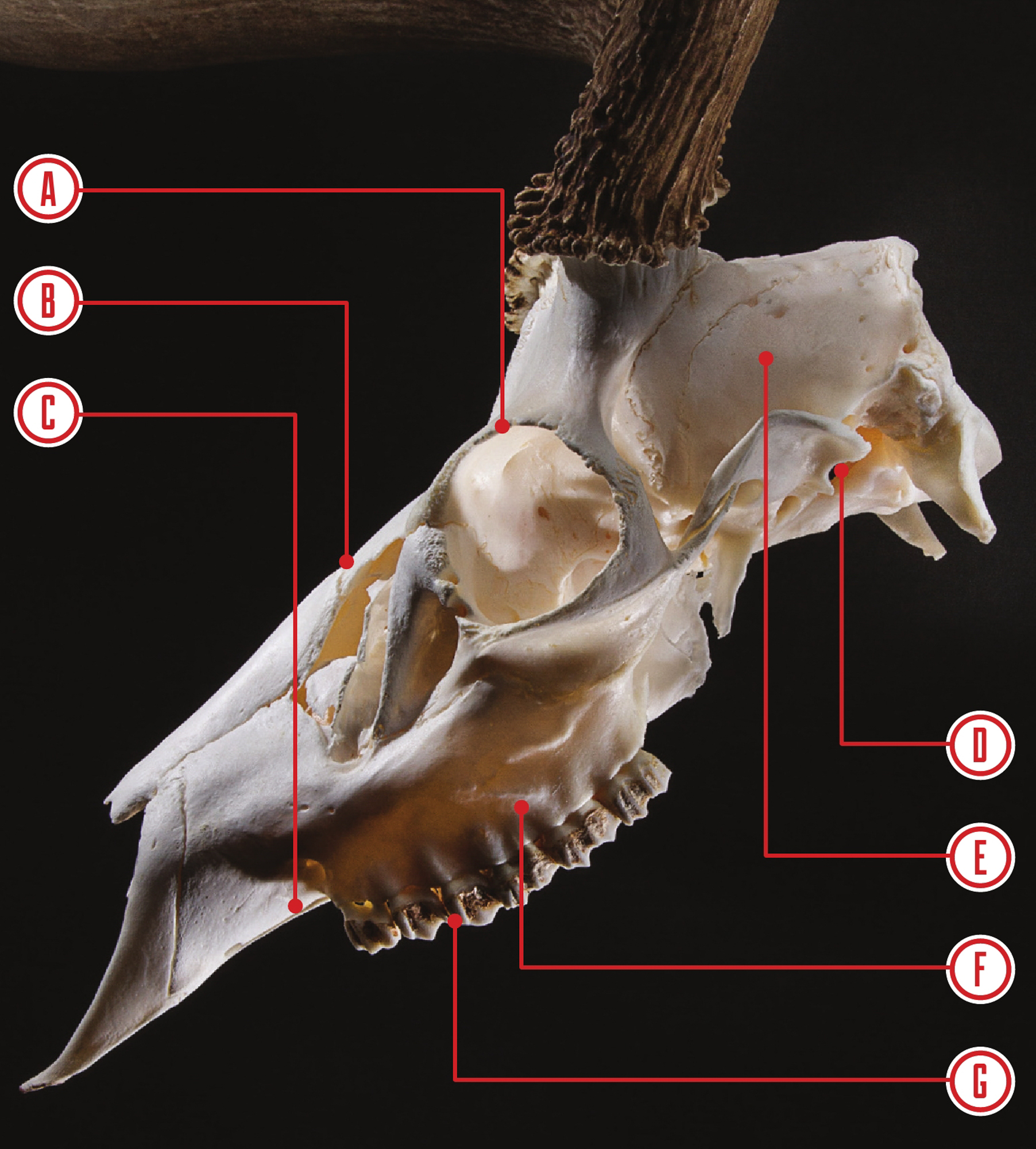 A whitetail skull with each part identified.