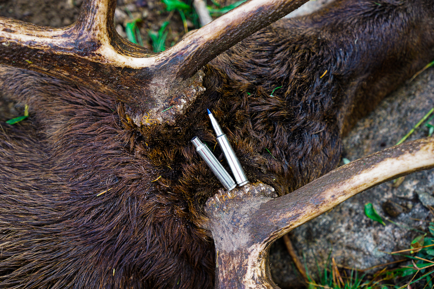 elk antlers with two rifle cartridges, one spent