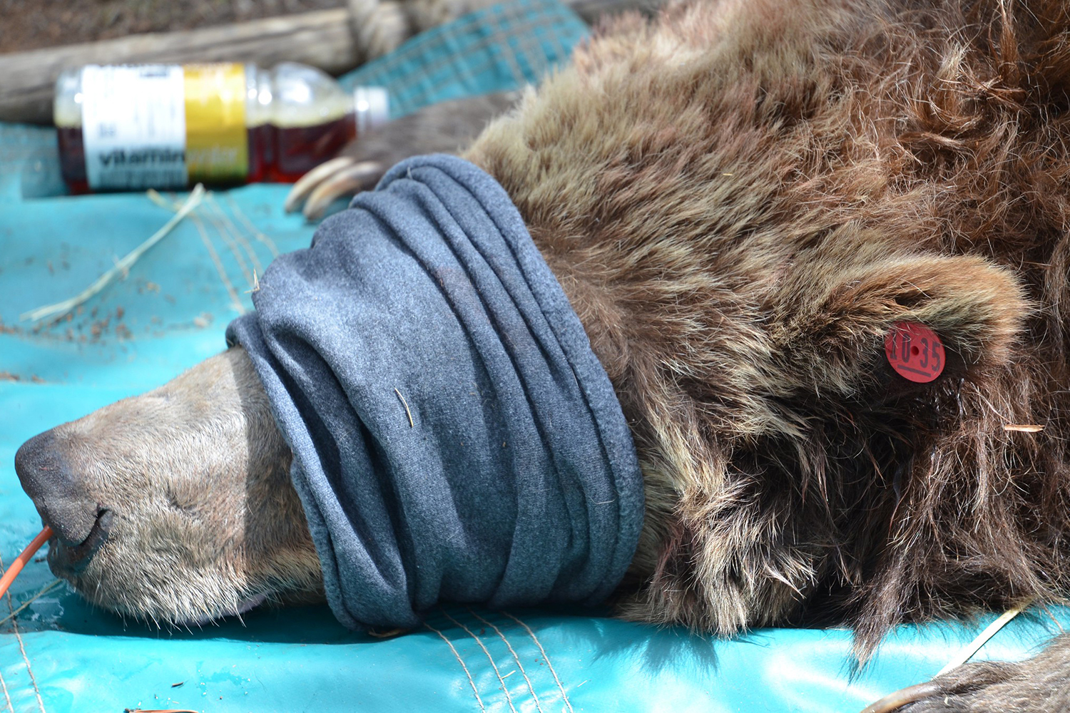 sedated bear with eye covering and ear tag