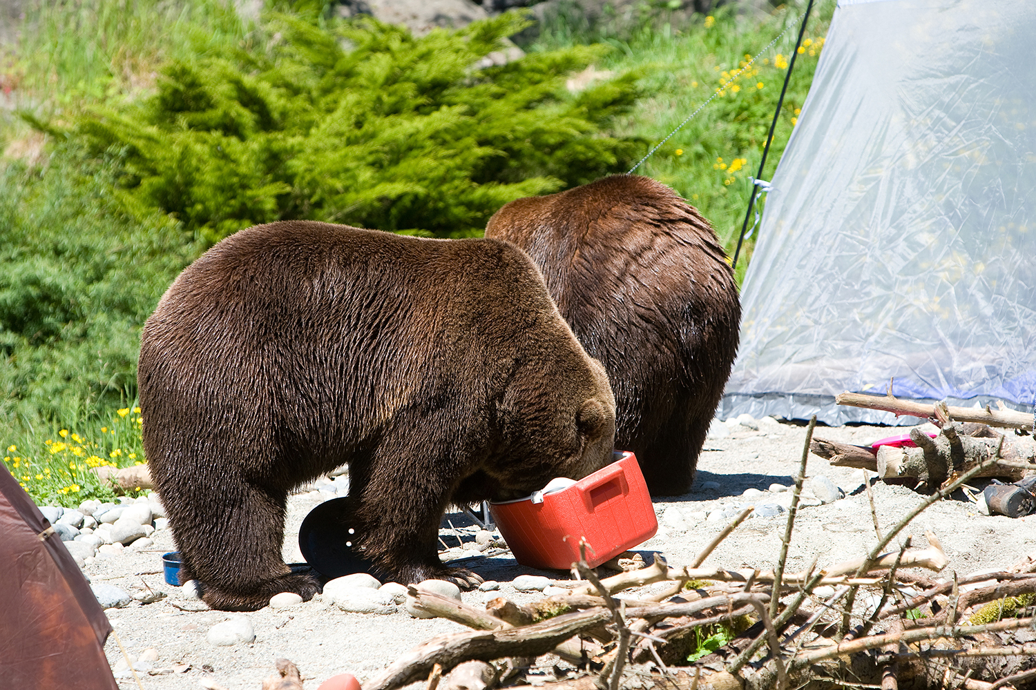 bears in campsite with cooler