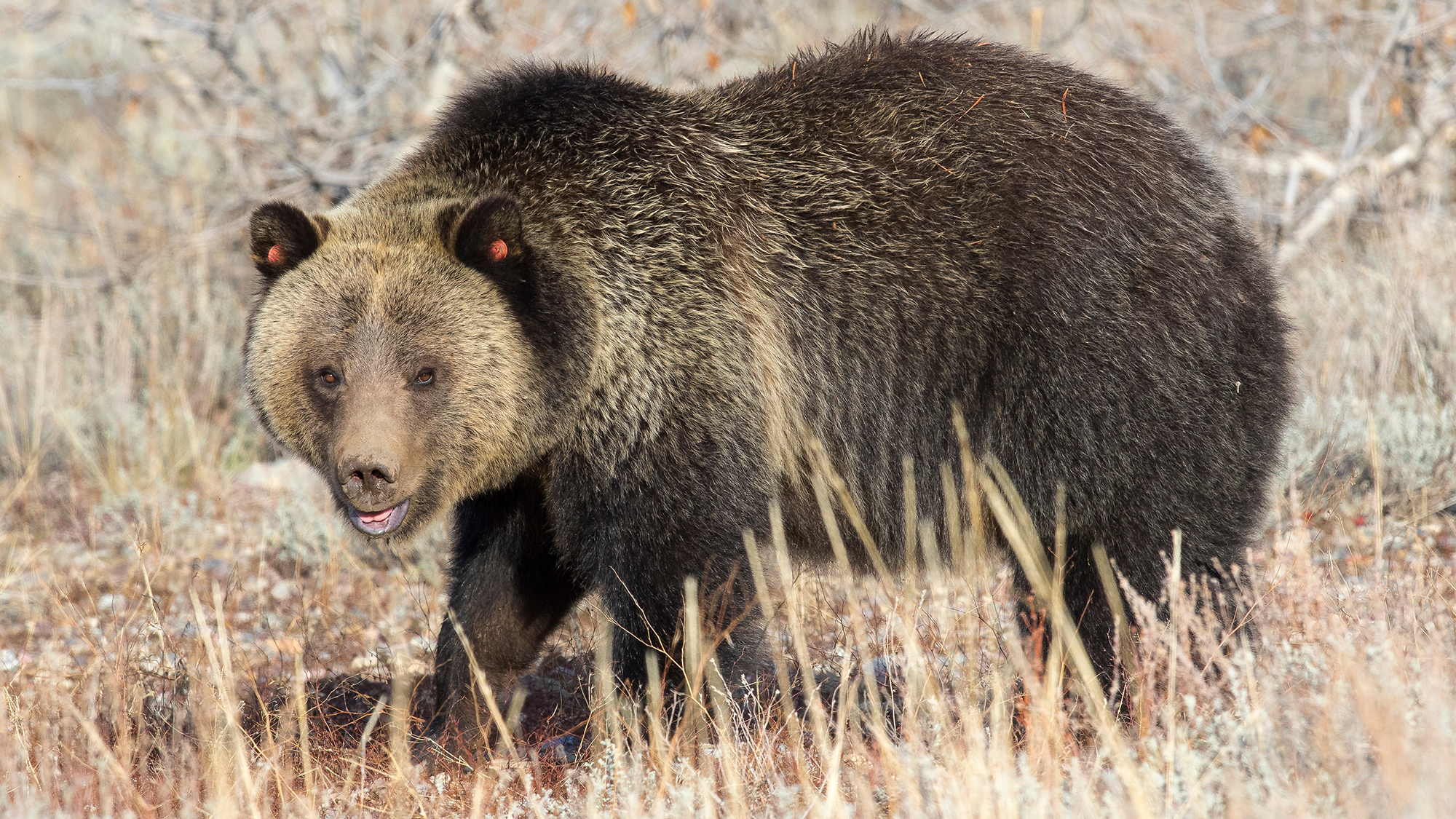 grizzly with ear tags in meadow