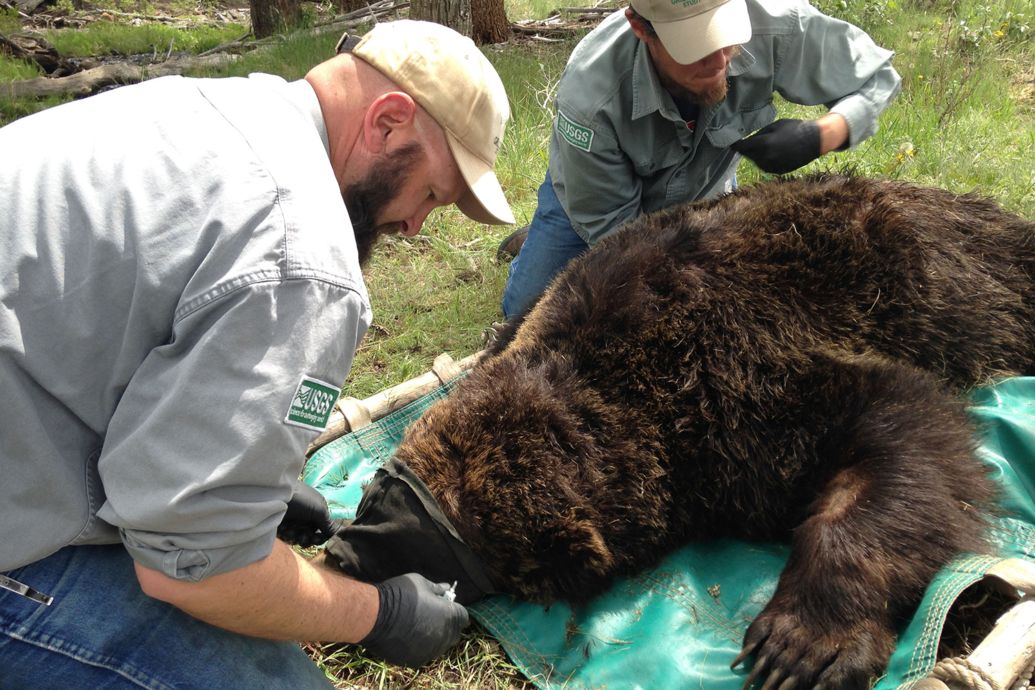 biologists measure bear