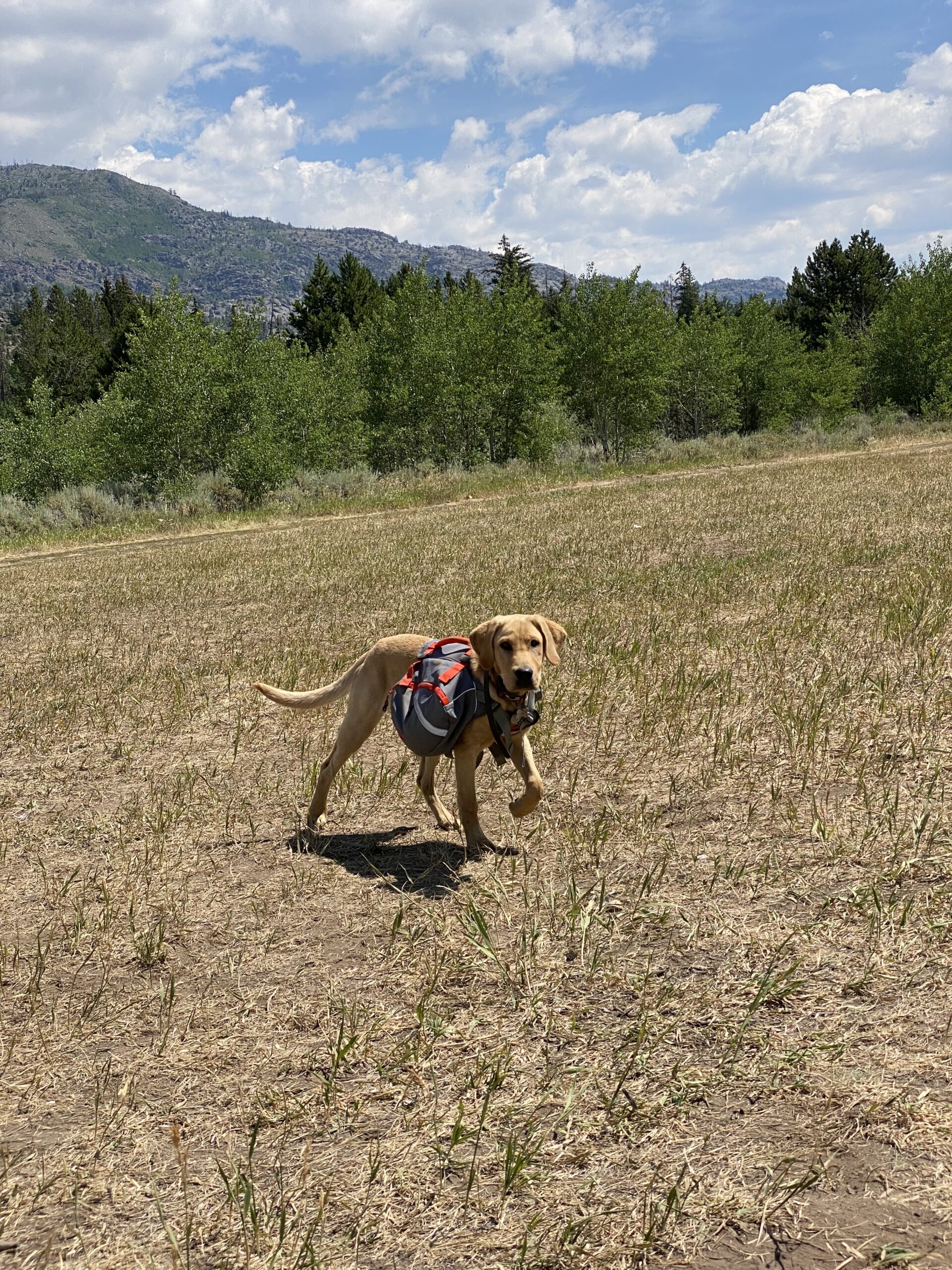 Tester carries plenty of food in the Mountainsmith K9 Dog Pack's water resistant pockets.