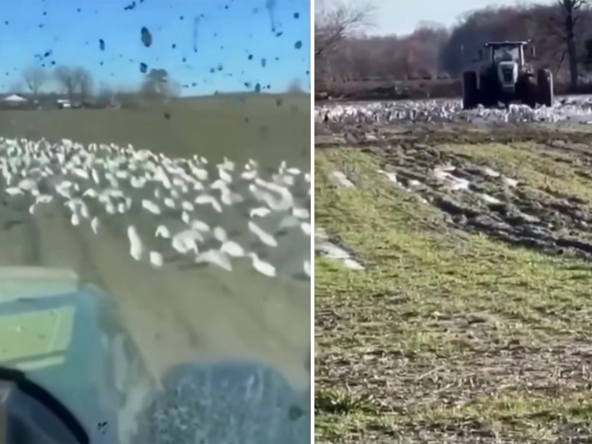 Watch an Arkansas Farmer Deliberately Disc a Spread of Snow Goose Decoys