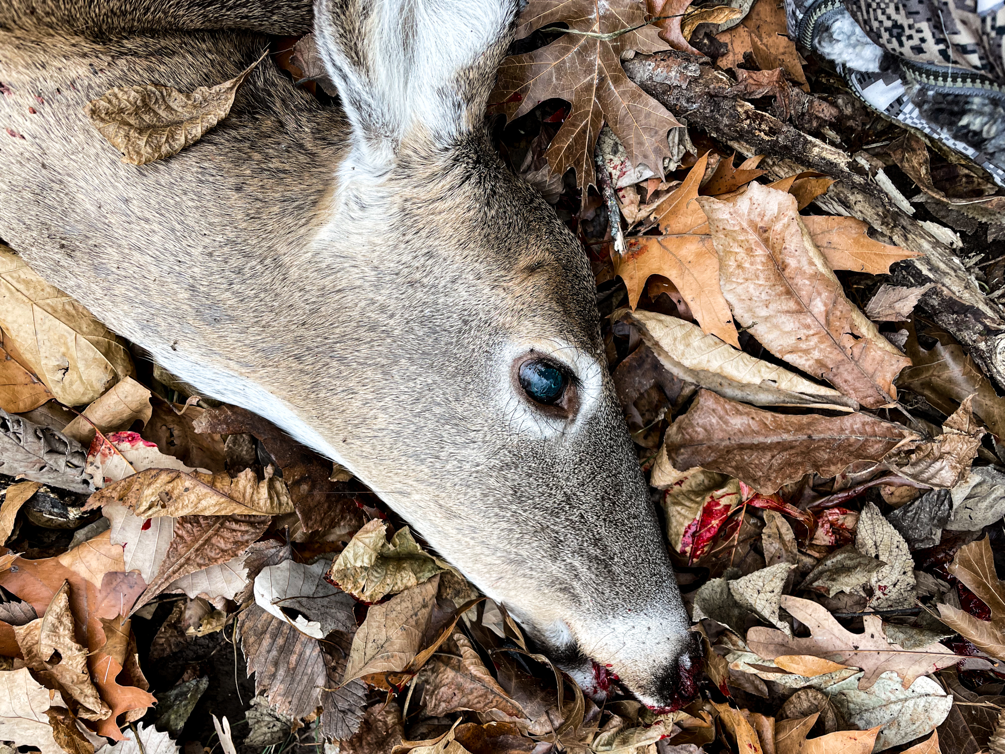 A whitetail doe's head rests in the leaves after a hunt.