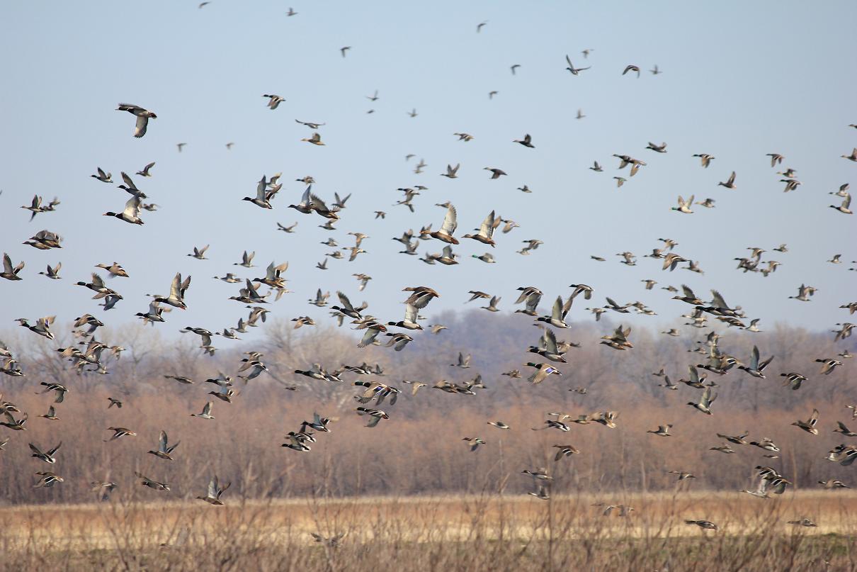 Manitoba bird hunting restrictions