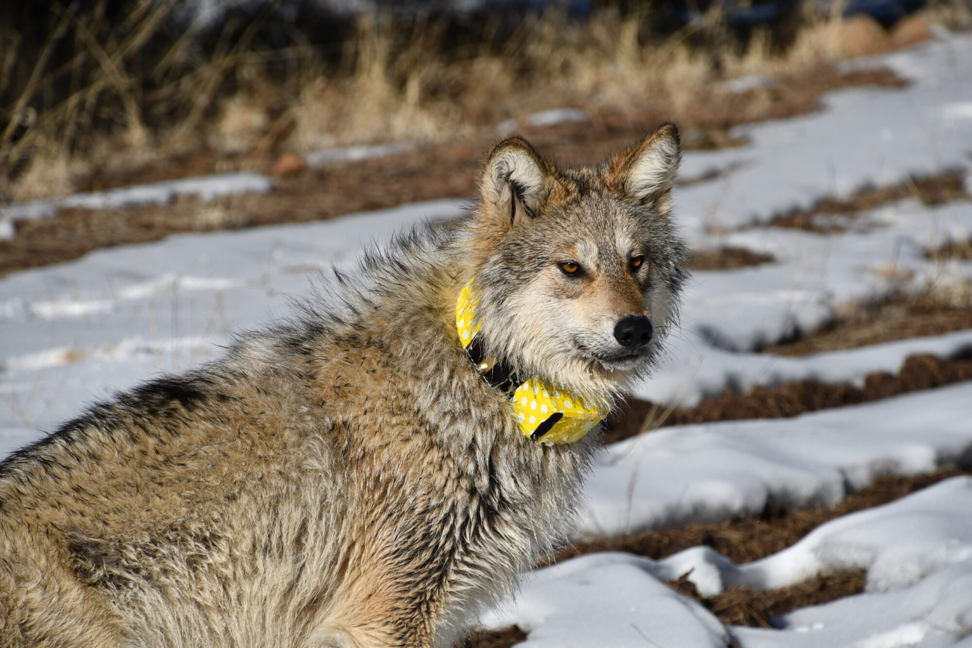 Mexican wolf population passes 200