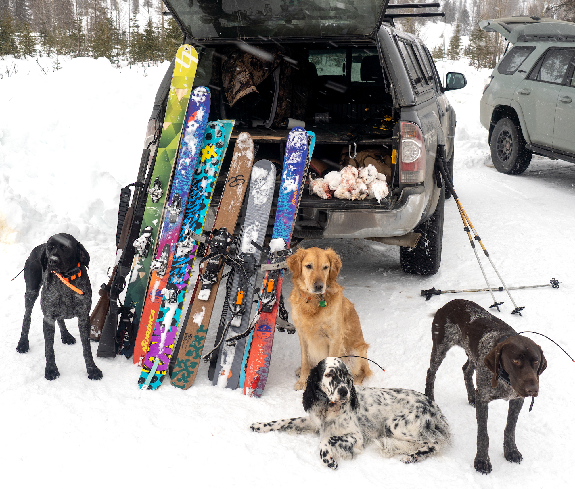 Four dogs sit besides six pairs of skis, two shotguns, and a pile of ptarmigan.