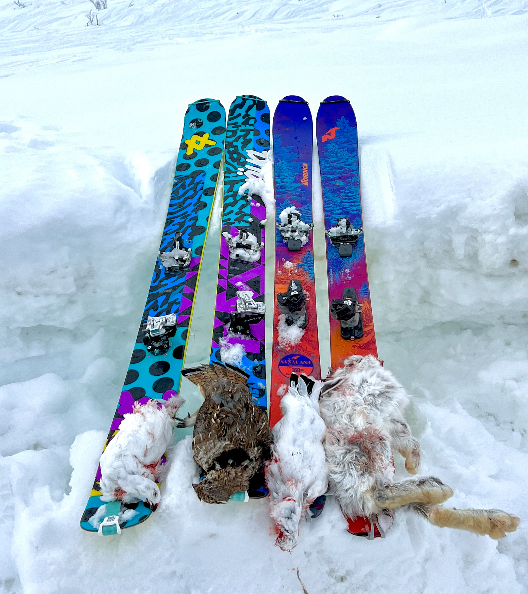 A mixed bag of birds and hares on two pairs of skis.