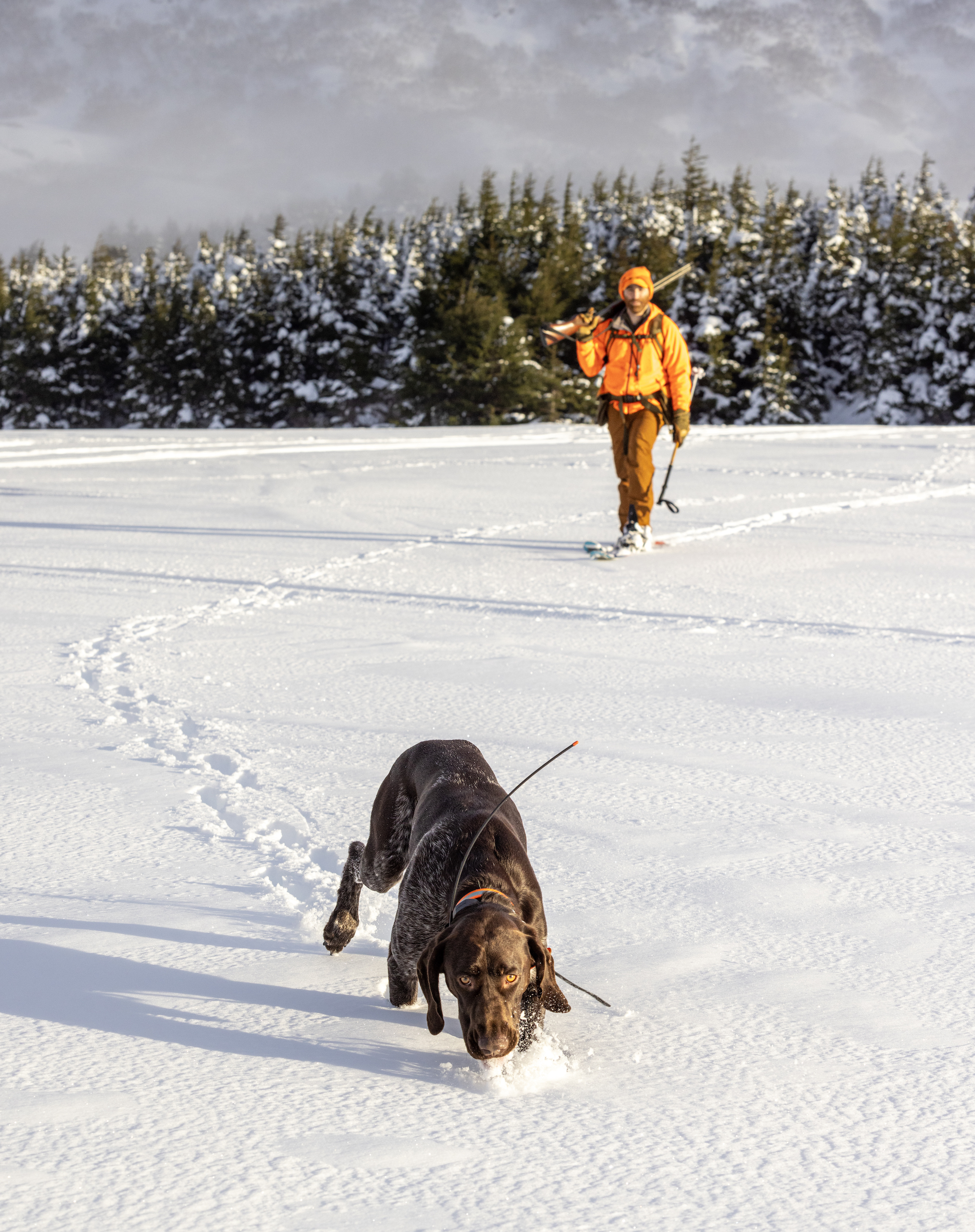 A bird dog snifs the snow as a hunter on skis follows.
