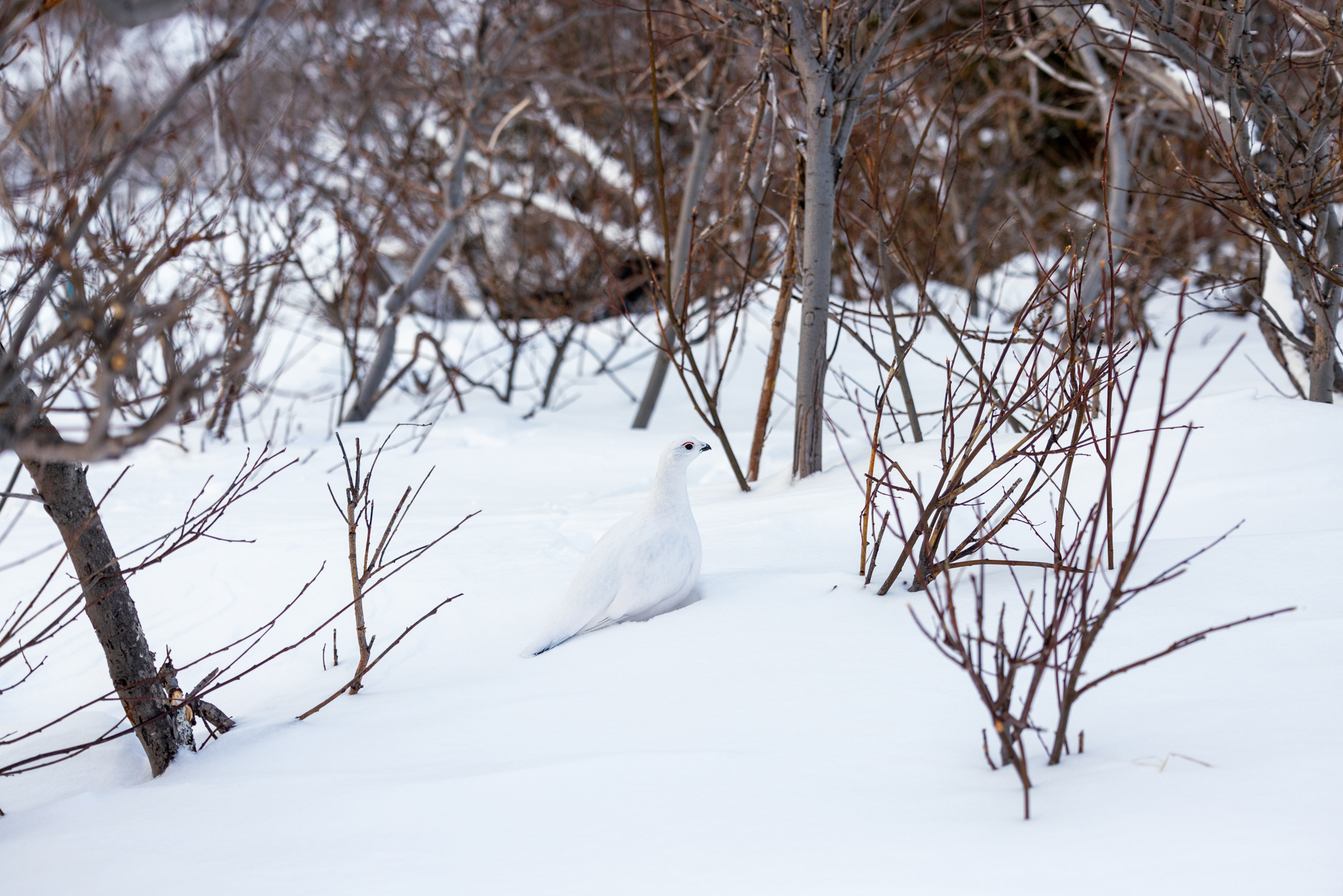 A white ptarmigan sits on white snow in the alders.