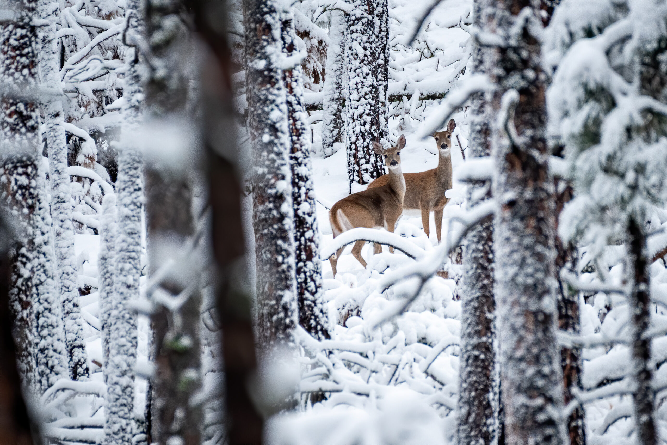 A pair of whitetail deer after a heavy snowfall.