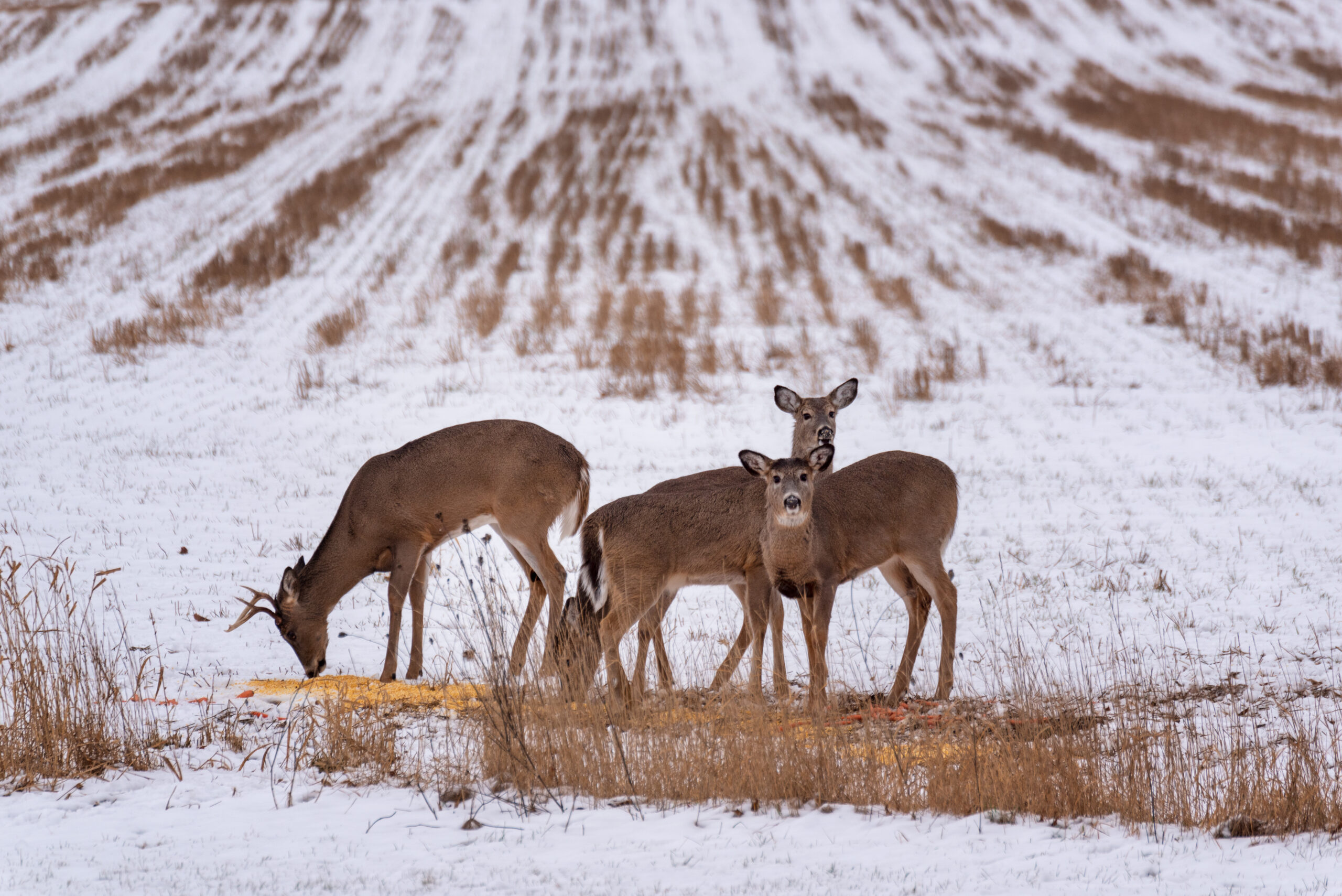 Whitetail deer eat from a pile of corn after a snowfall.
