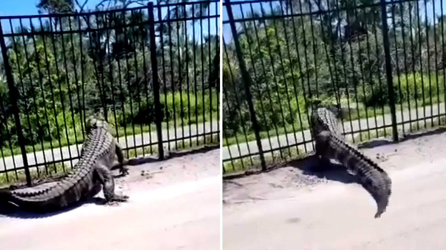 video alligator metal fence