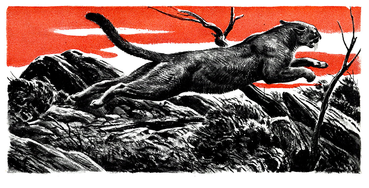 old magazine illustration of fleeing cougar
