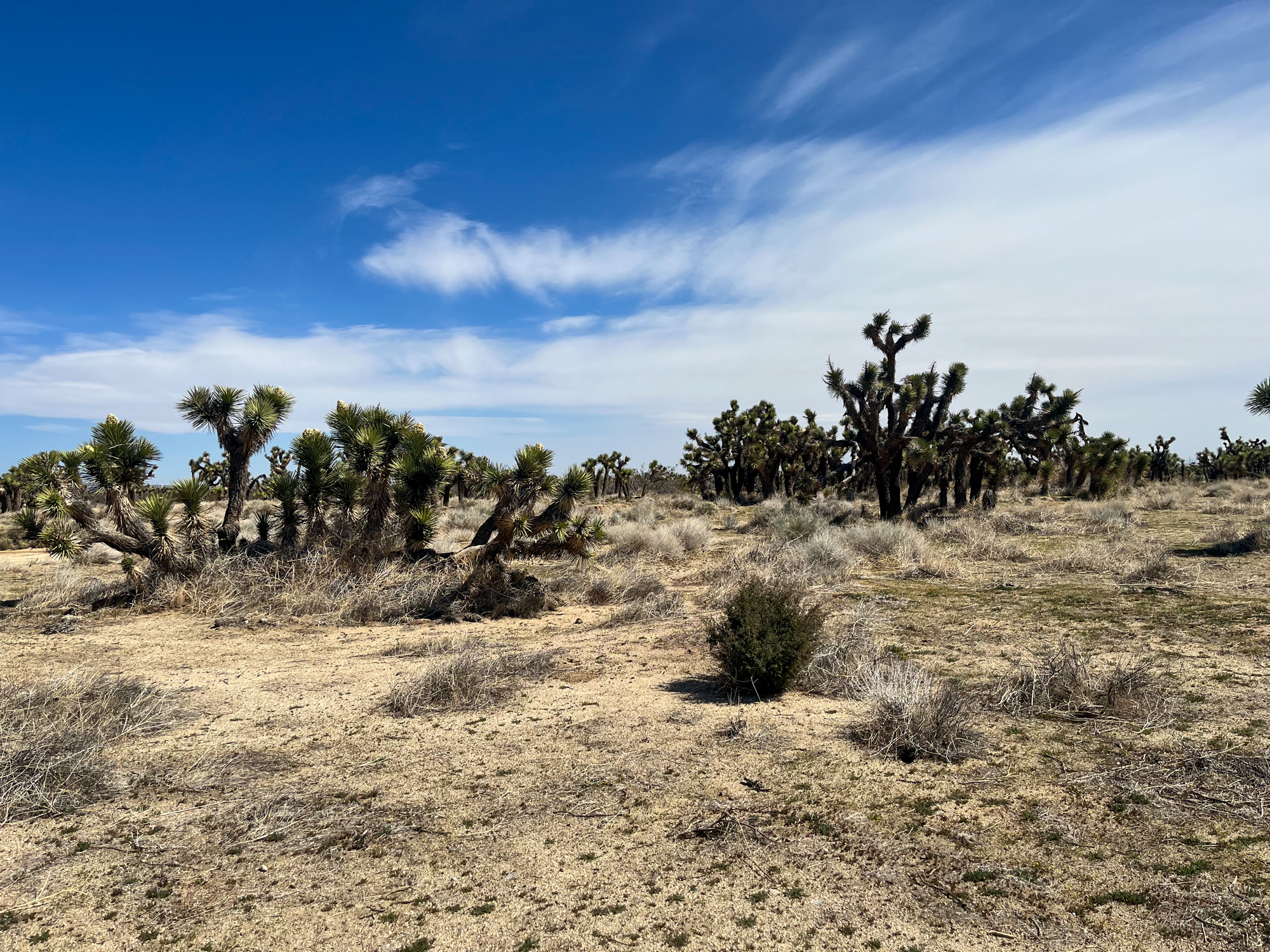 Joshua Trees near where human remains were discovered outside Los Angeles.