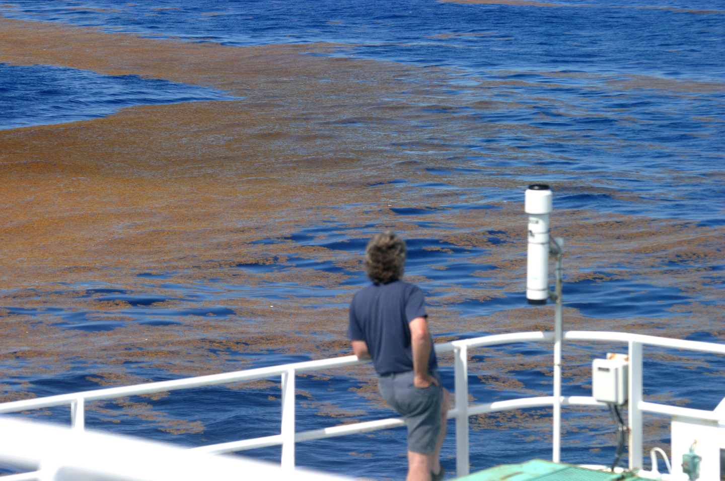 A researcher observes a mat of sargassum weed.