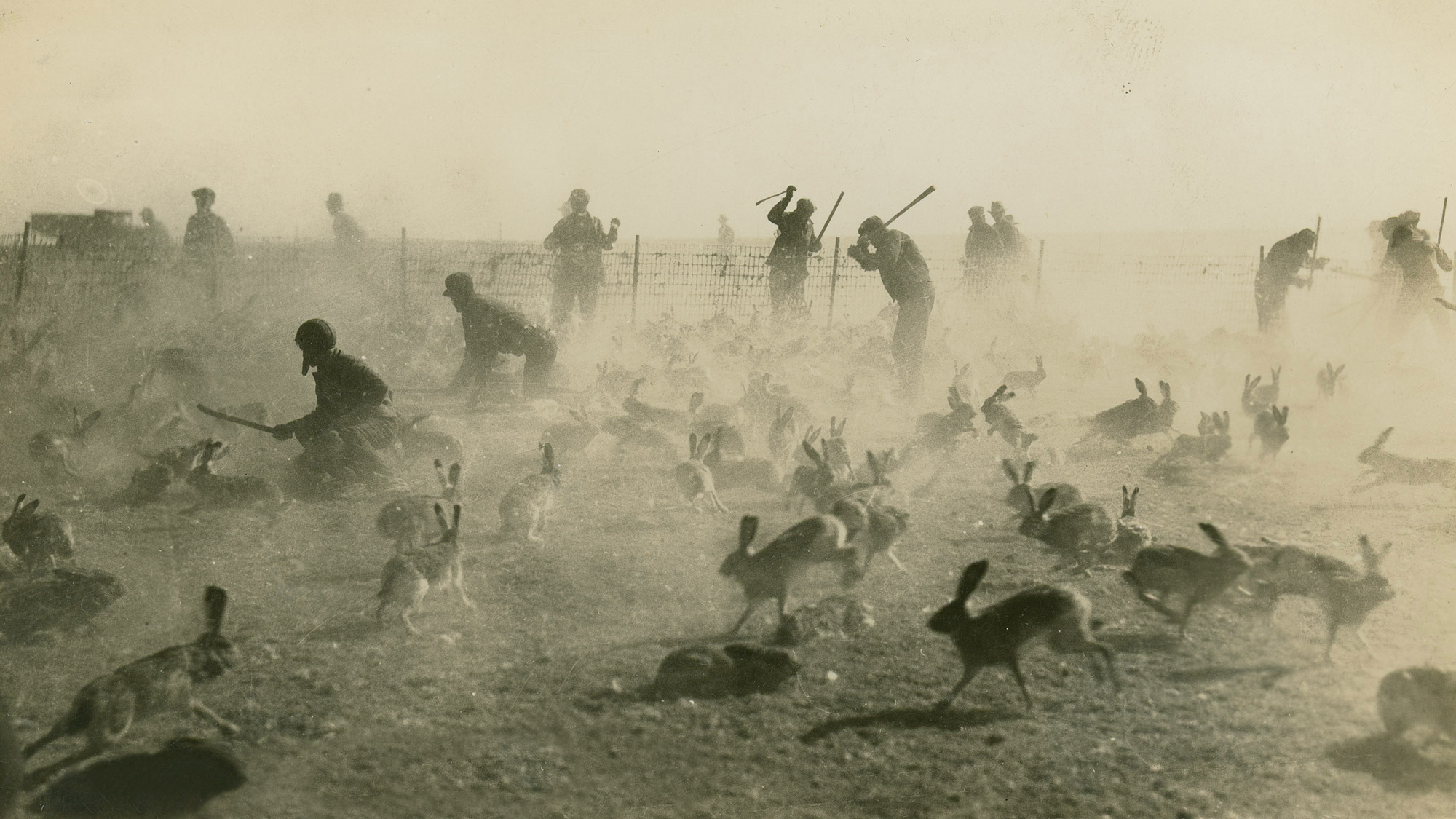 Kansanans culling jackrabbits during a Dust Bowl rabbit drive.
