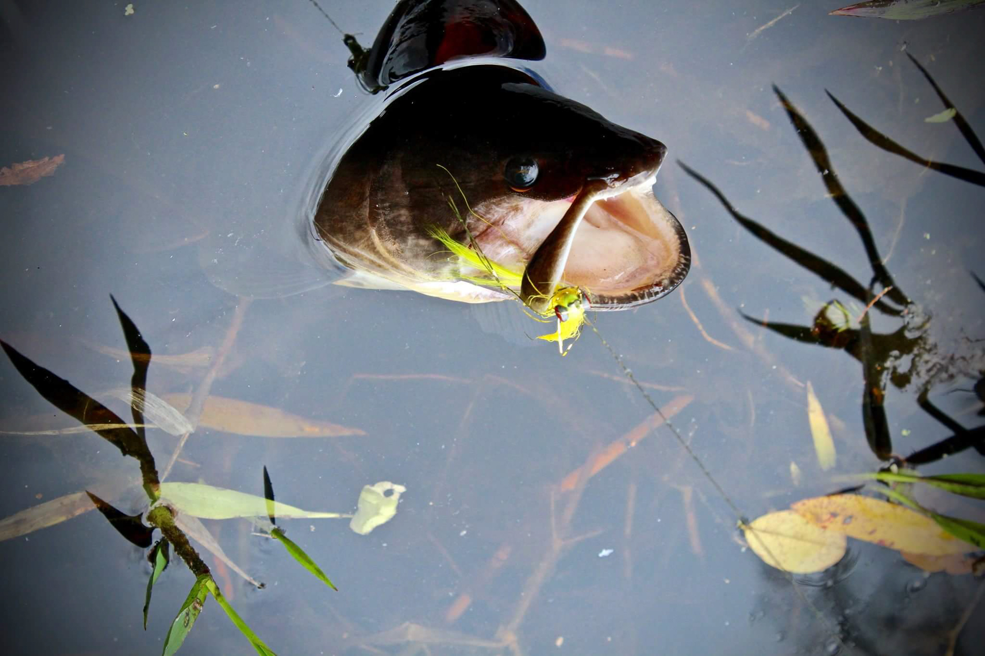 A bowfin in a swamp, caught on a fly.