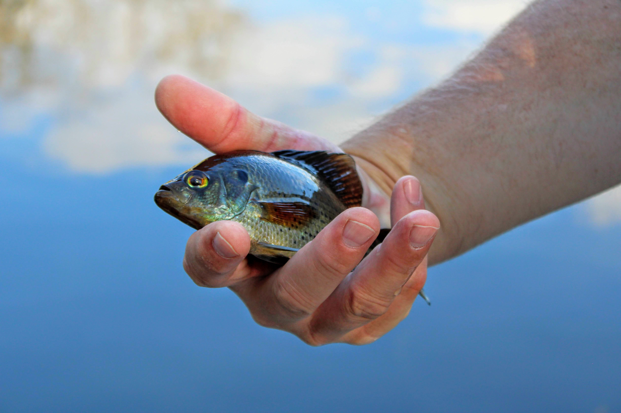 A flyer panfish in hand.