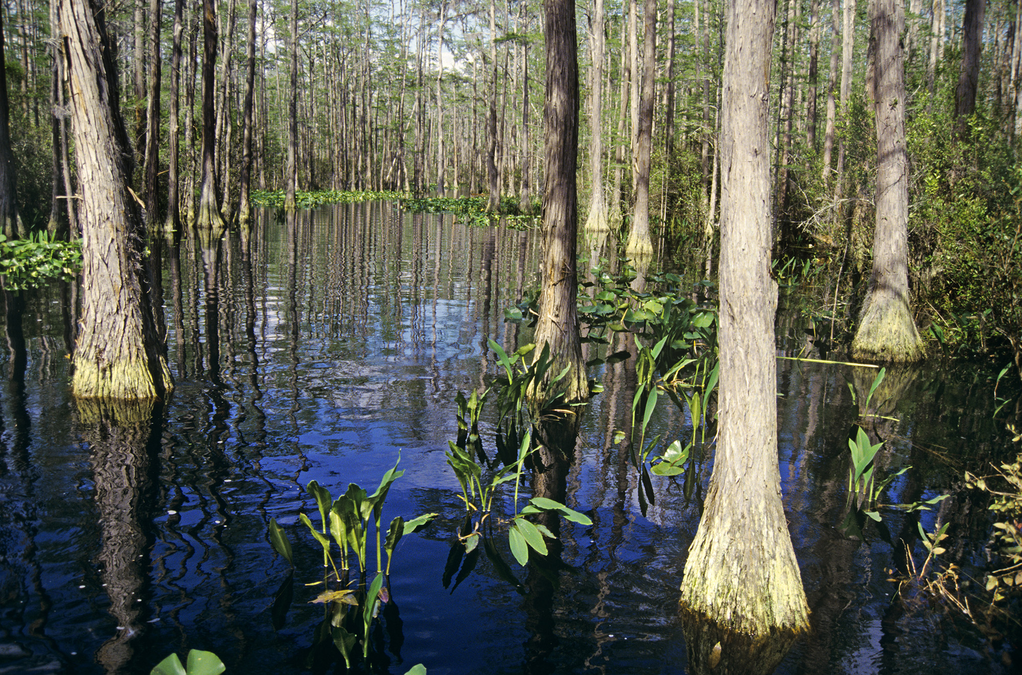 Blackwater swamp in Okenfenokee.