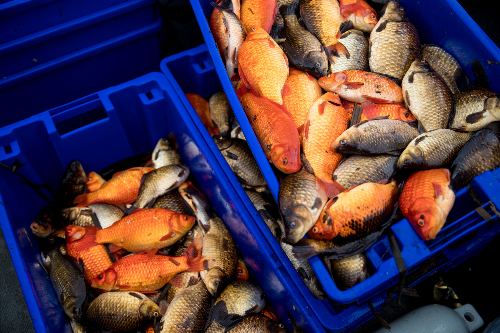 Crates of invasive goldfish taken from BC lakes