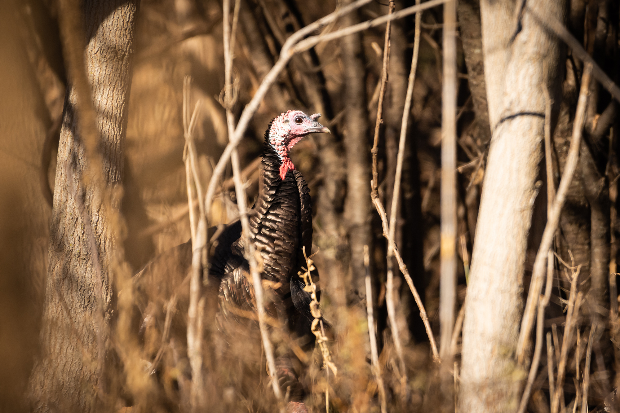 The turkey population decline can be linked to habitat changes.