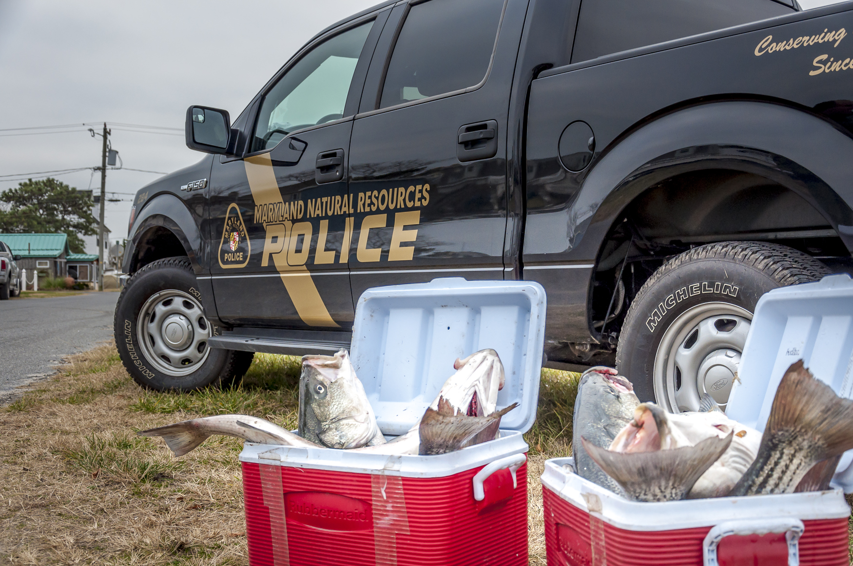 A cooler full of stripers caught illegally.
