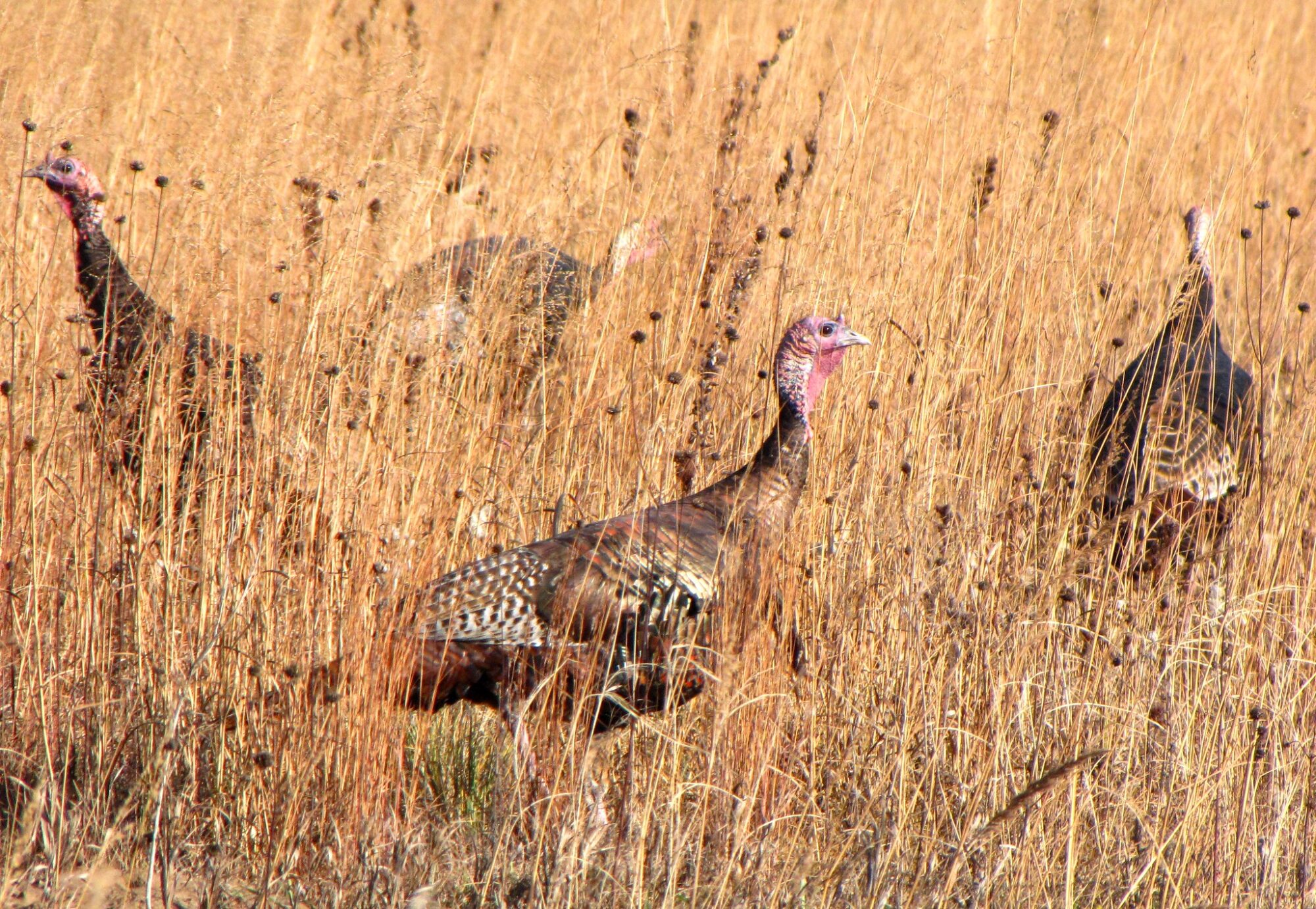 What's causing the wild turkey population decline?
