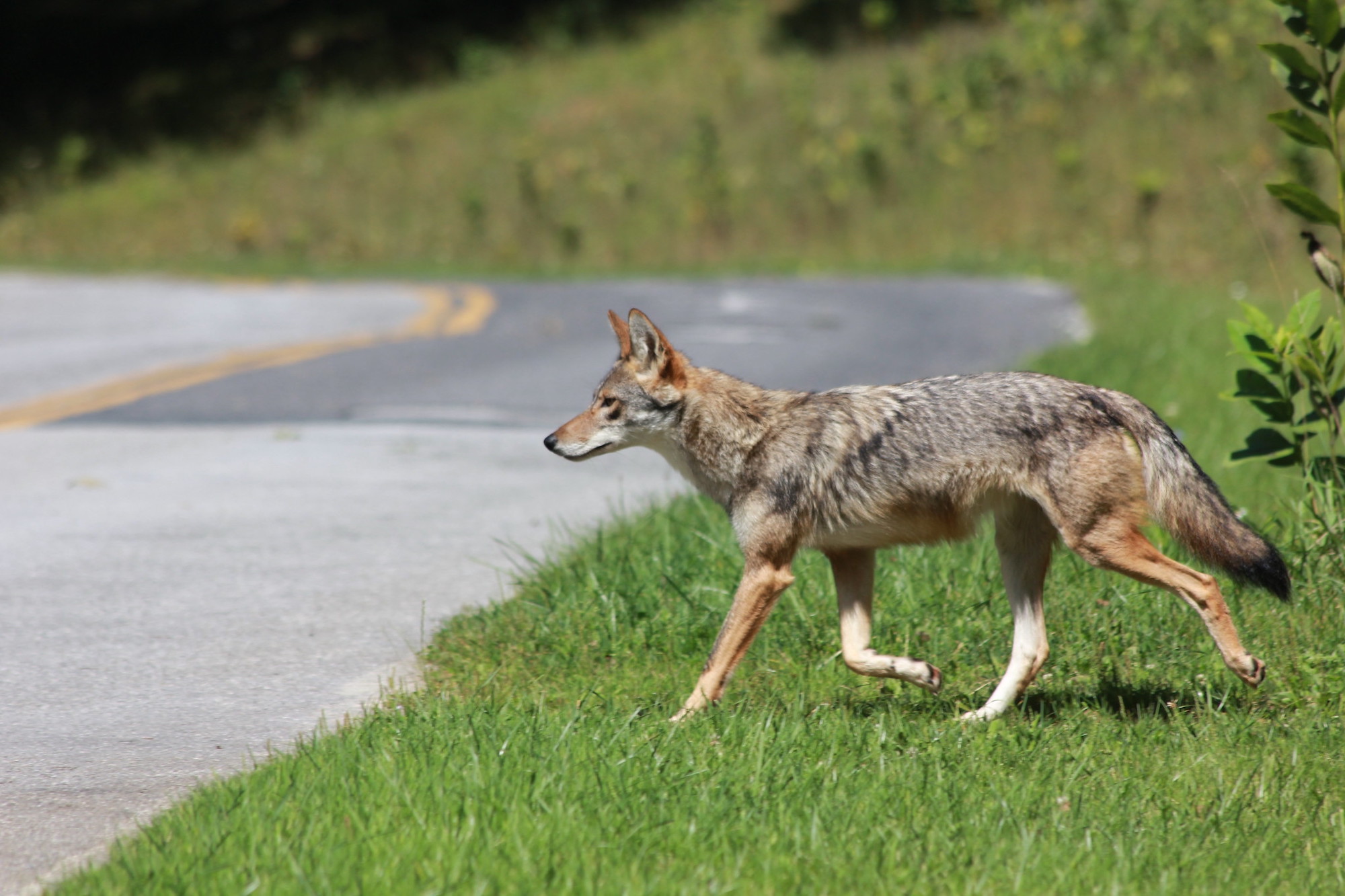 Tagged Coyote Travels 100-Plus Miles Across Ohio