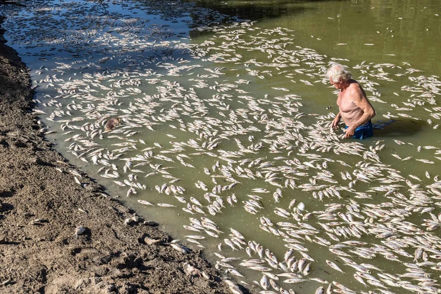Millions of Dead Fish Clog Australian River in Catastrophic Fish Kill
