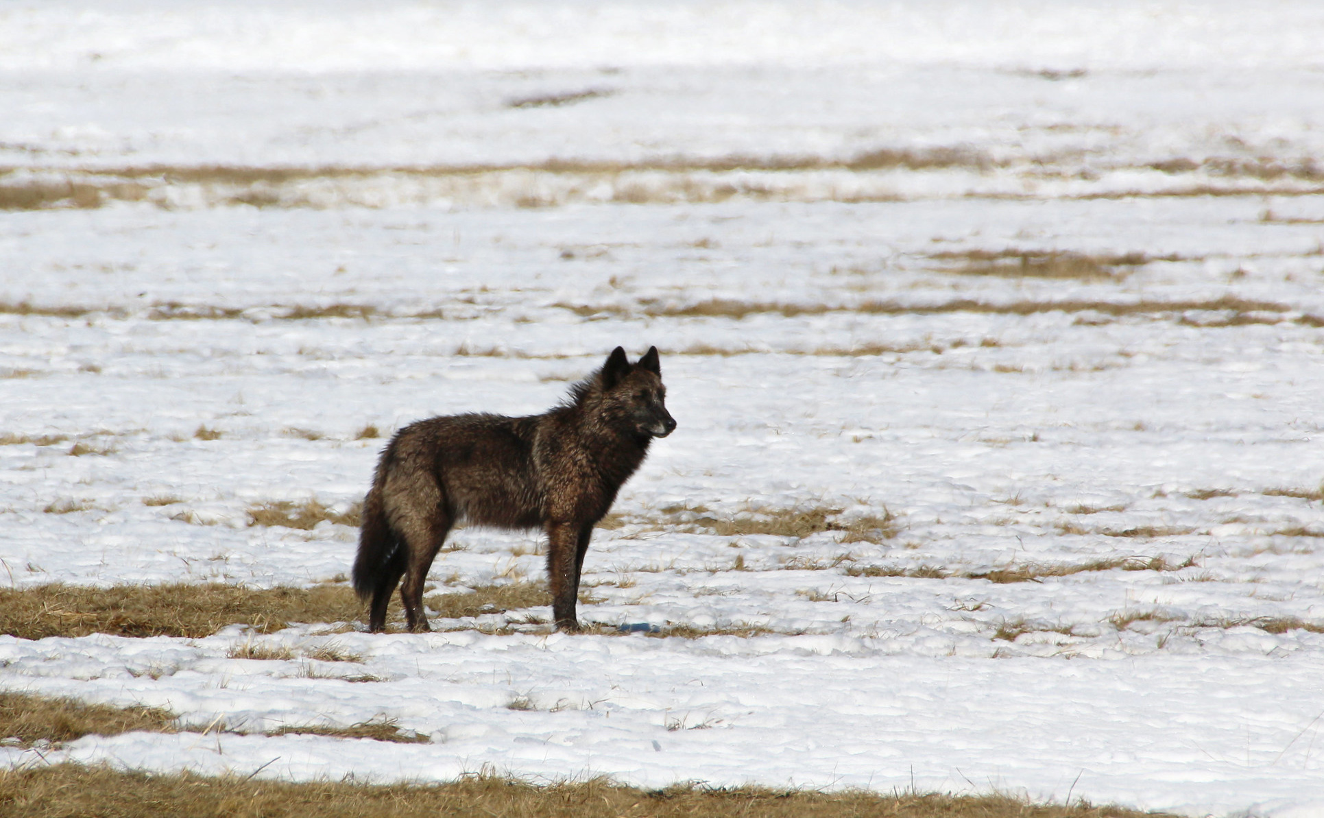 A black wolf stands on a flat snowy plain.
