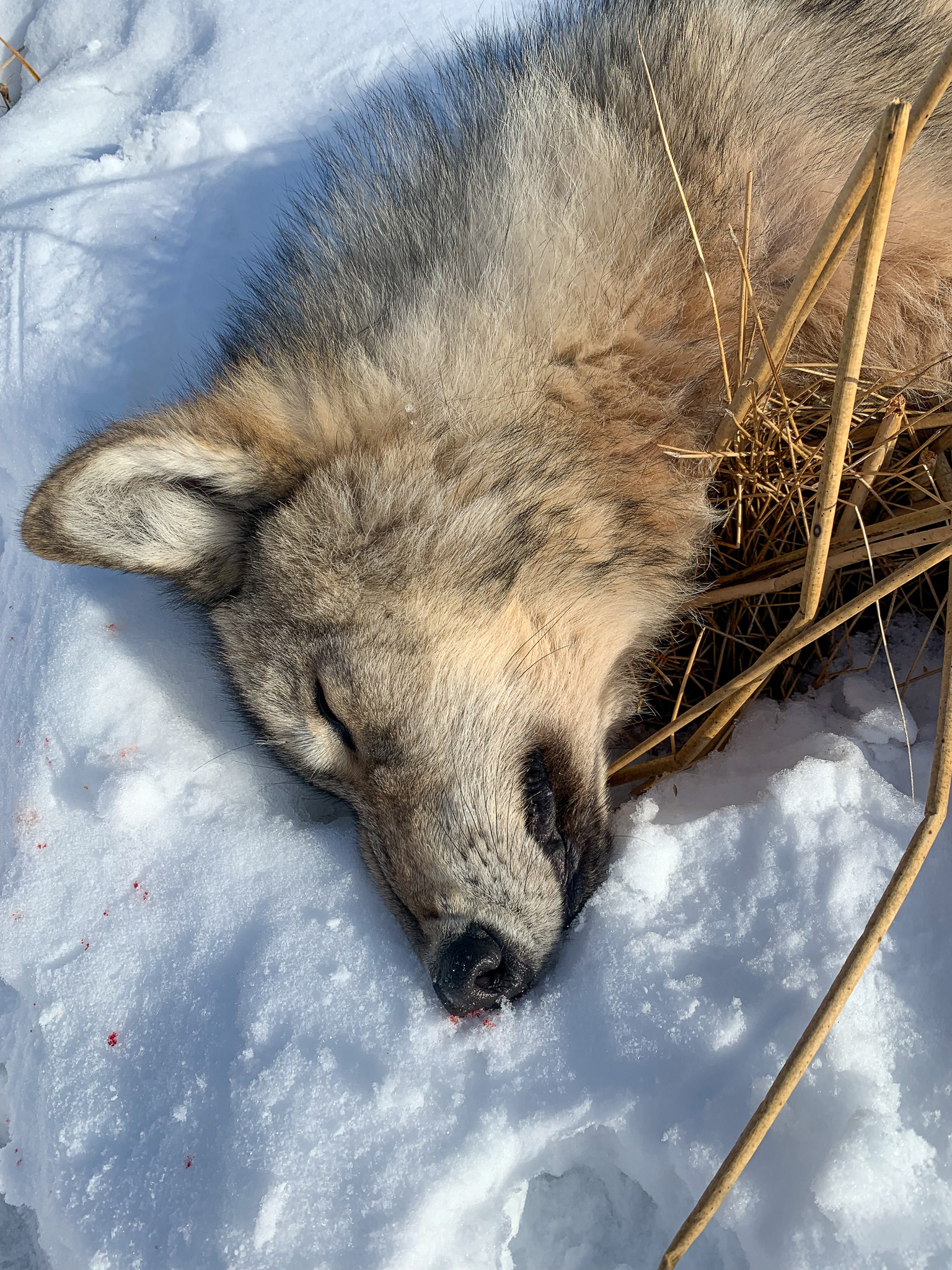 A gray wolf taken by a hunter in Alberta lies in the snow.