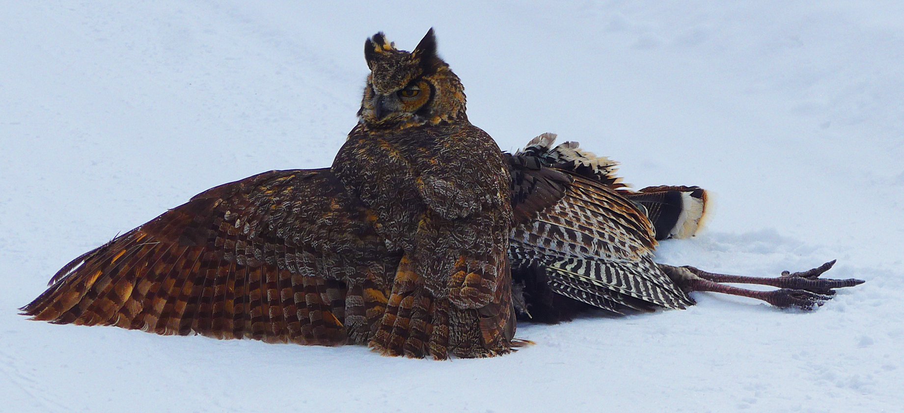 great horned owl kills turkey