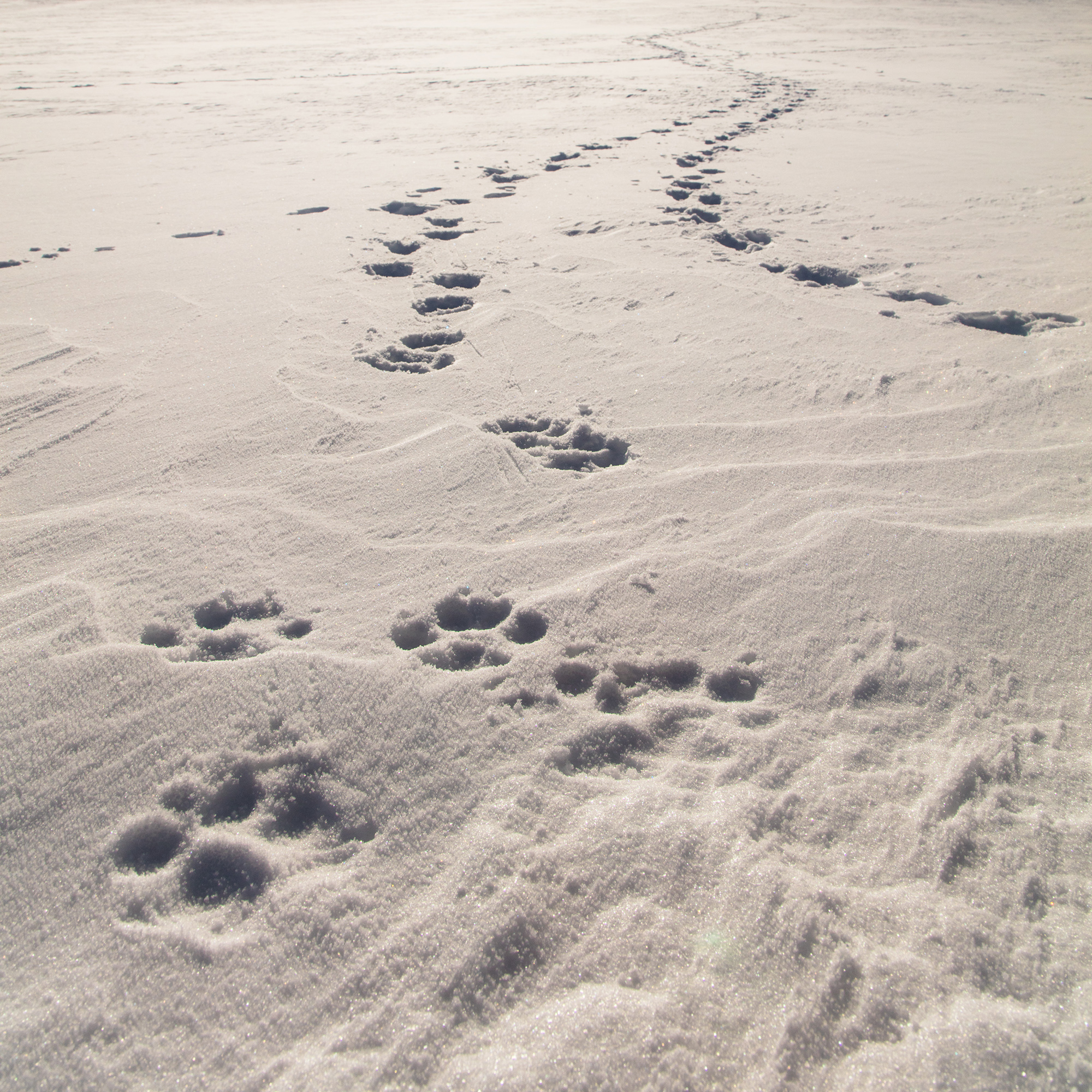 Wolf tracks in the snow.