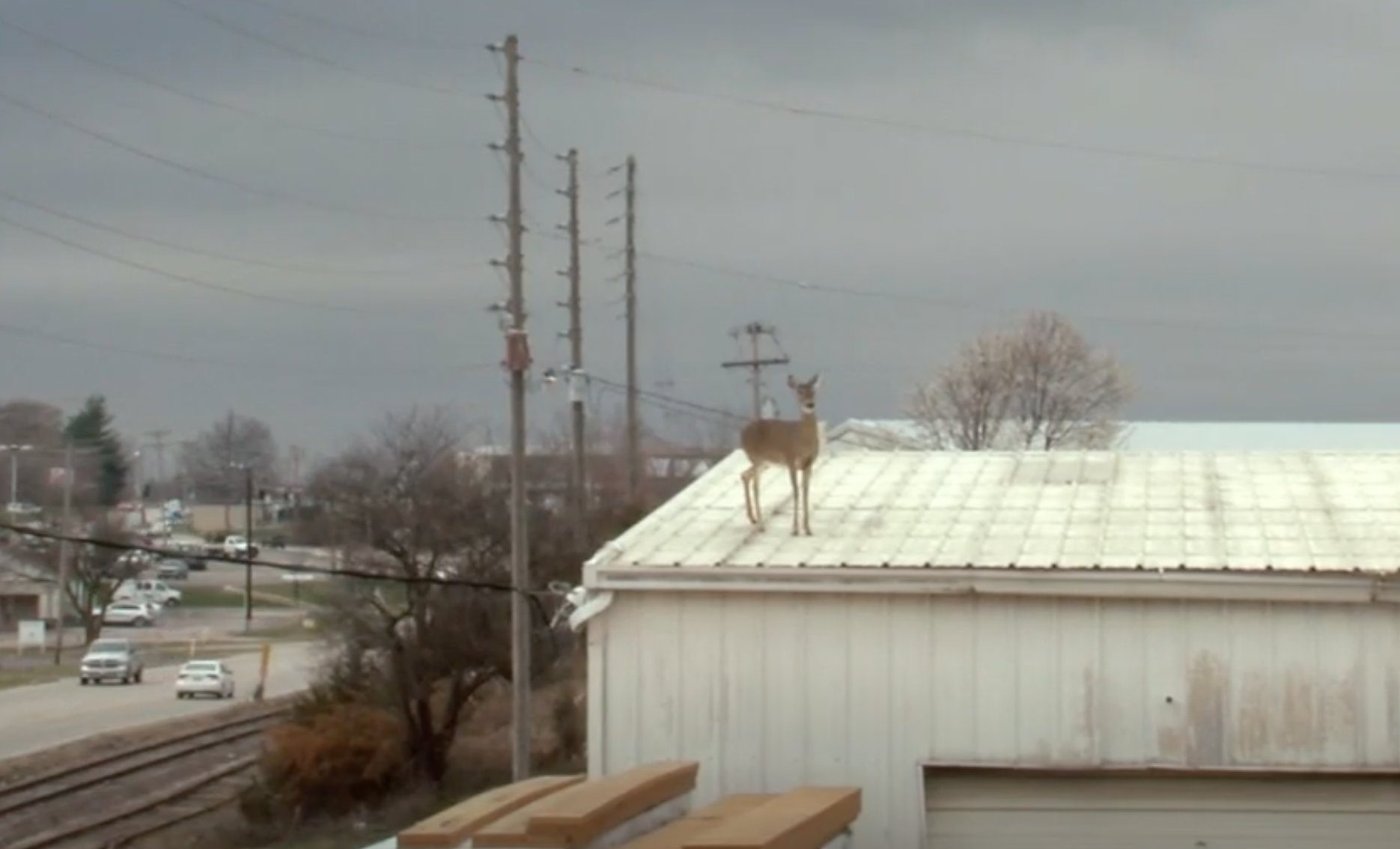 deer on roof 1