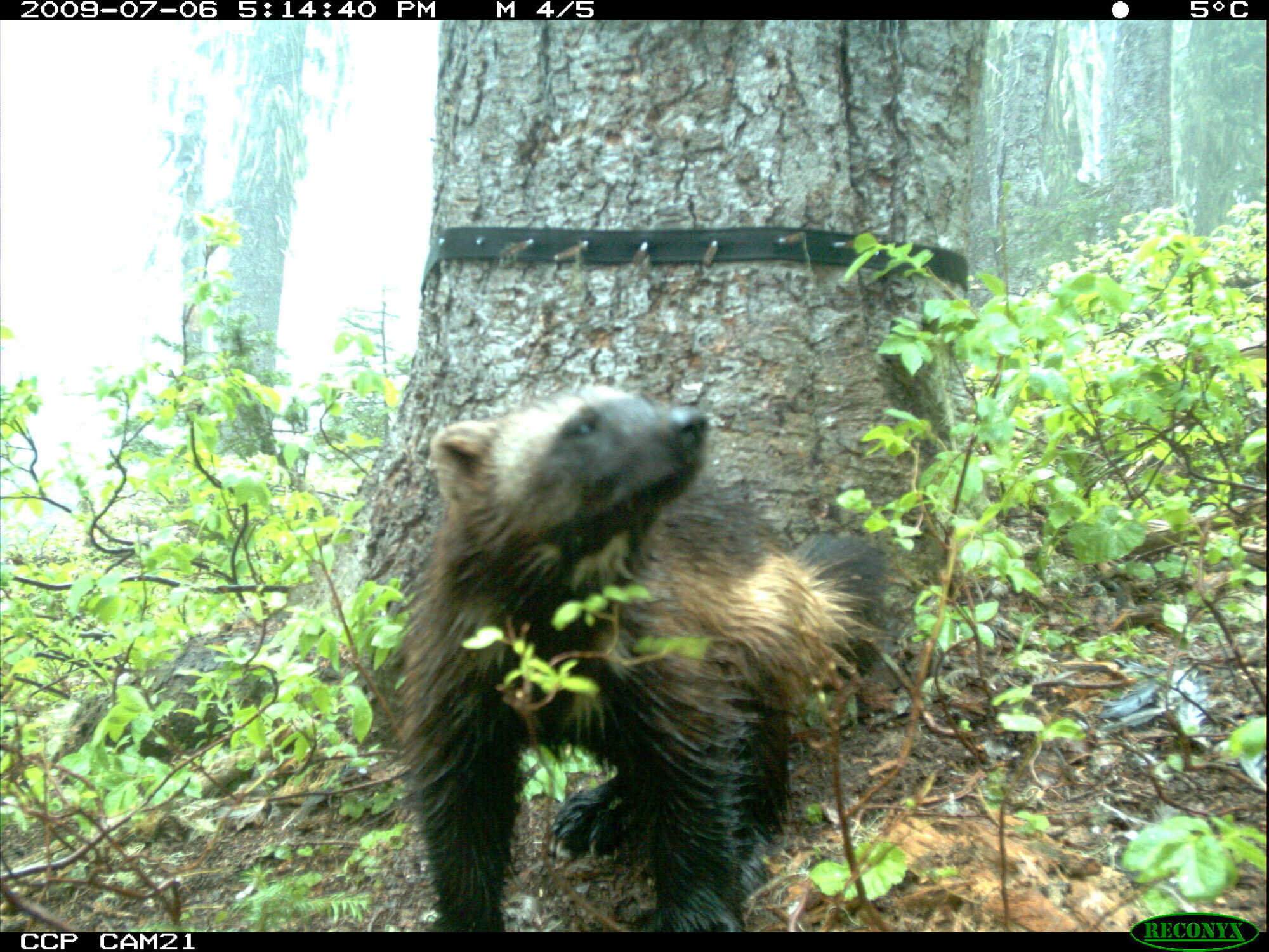 wolverine on trail camera