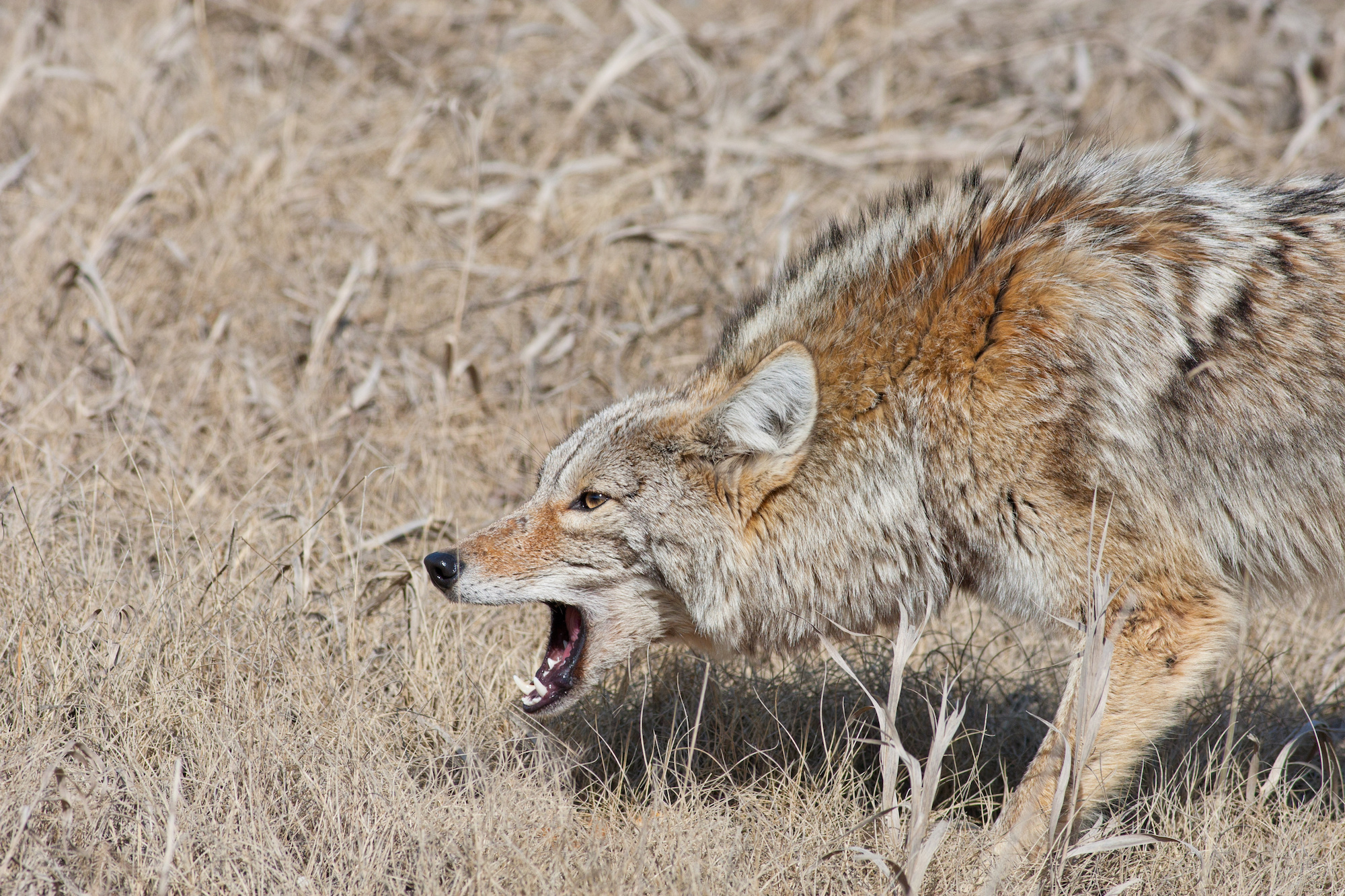Coyote attacks on humans are rare.
