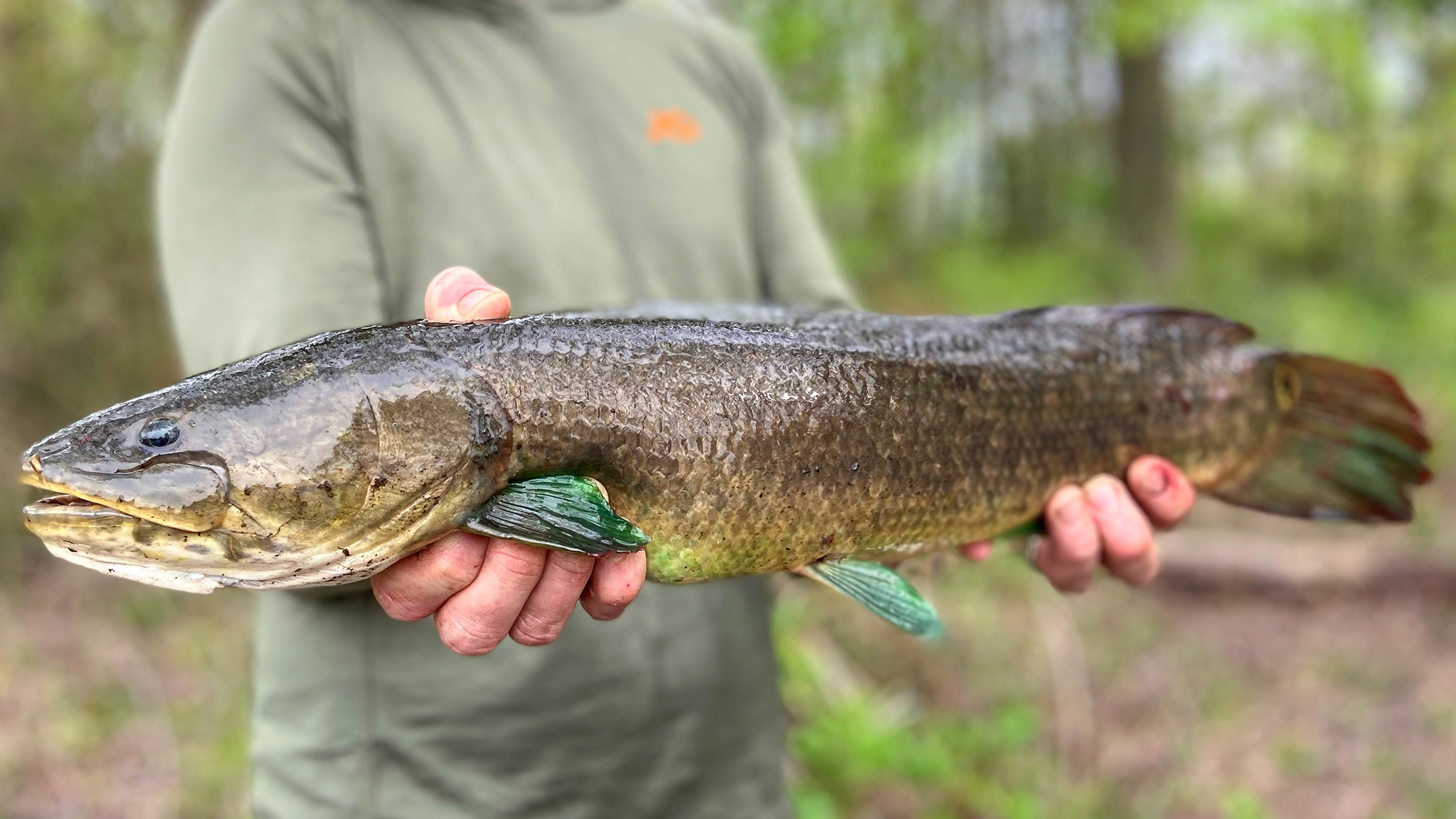 Fishing for Dinosaurs: Why the Ancient Bowfin Has a New Cult of Followers