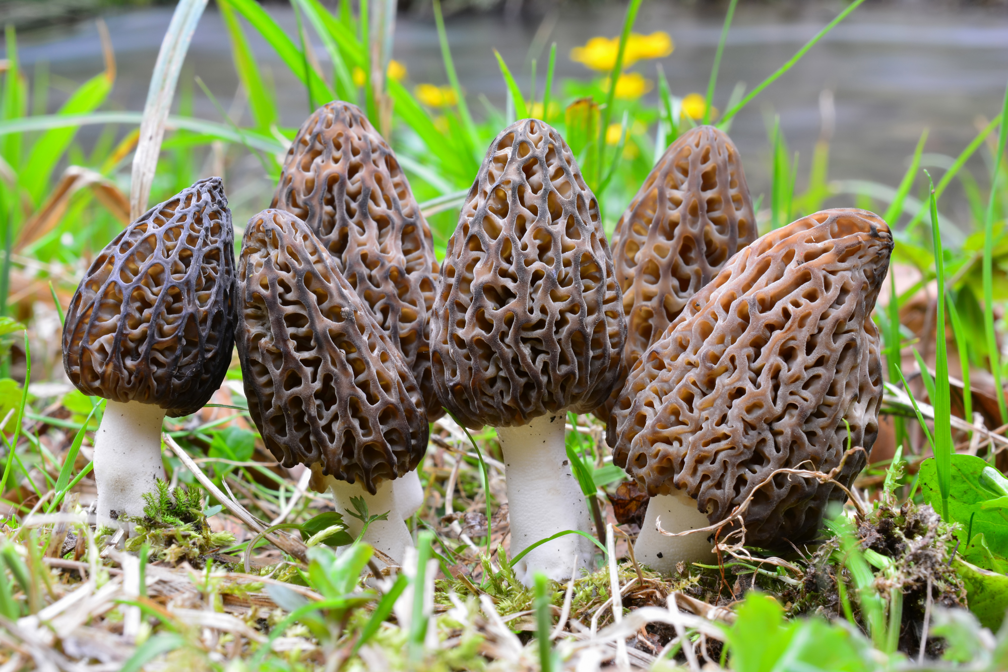 A bunch of morels growing near a stream.