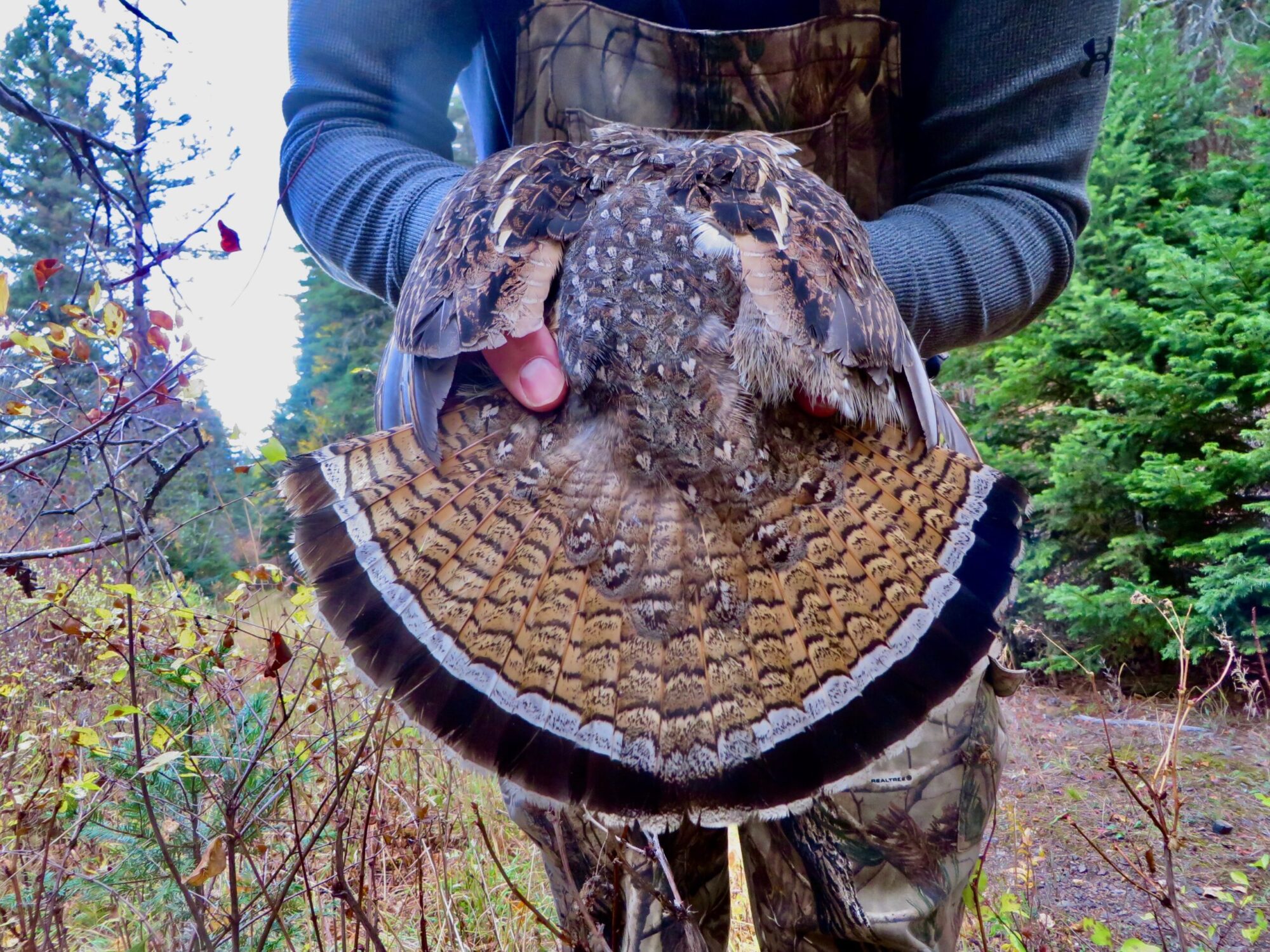 ruffed grouse in woods