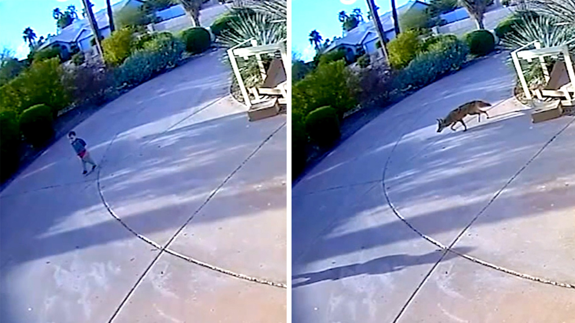 Coyote attacks toddler in a driveway.