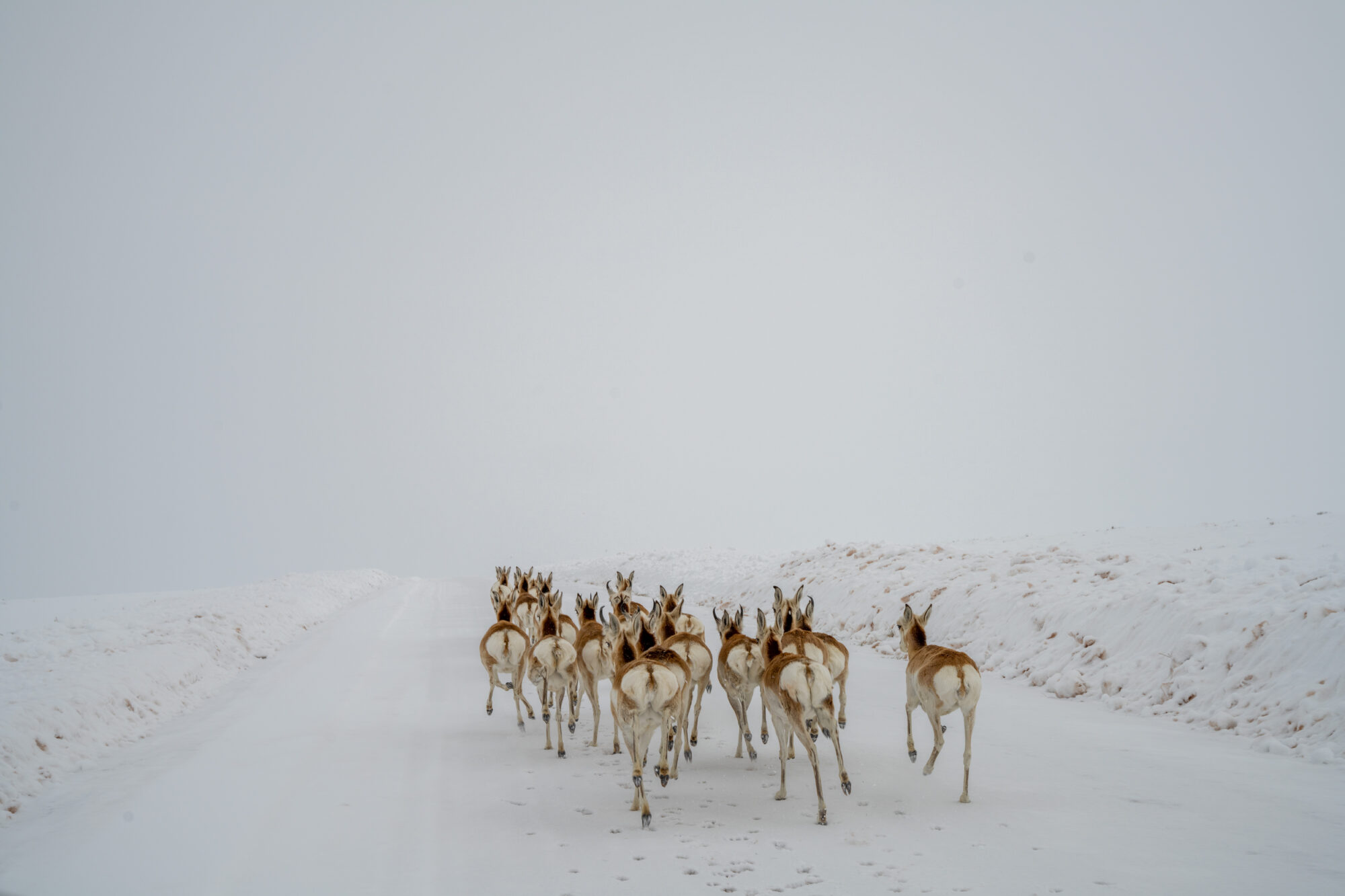 pronghorn running on snowy road
