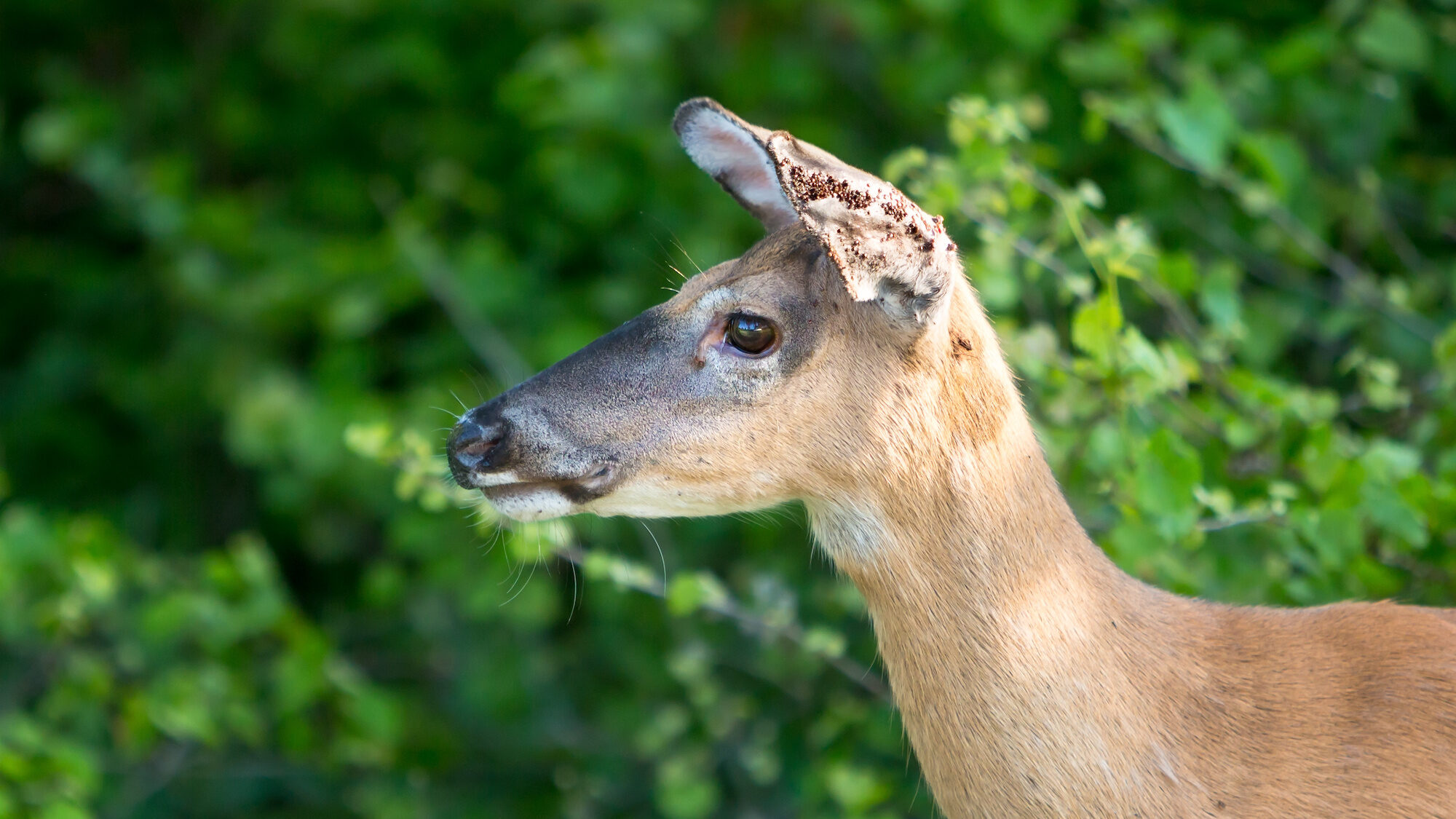 whitetail deer blood kills lyme disease