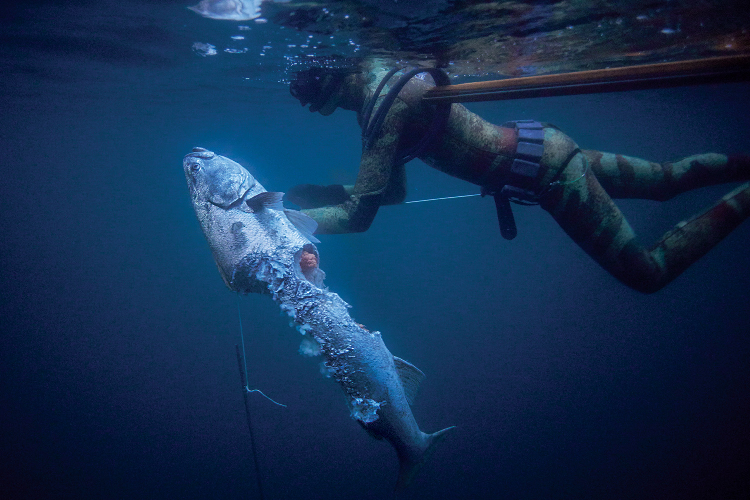 spearfisherman holds fish mostly eaten by sharks