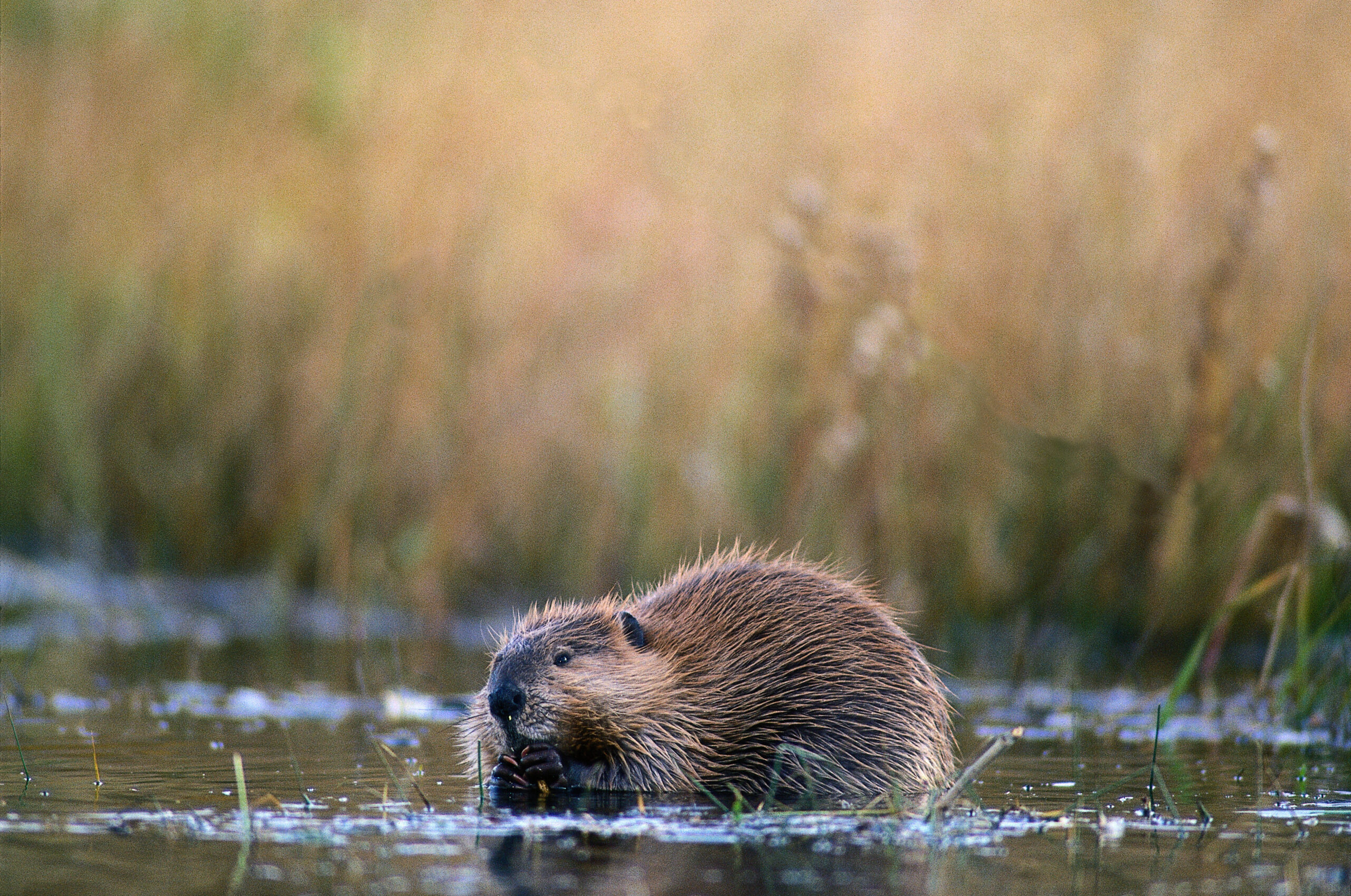 Beaver Trapping Basics: Everything You Need to Know to Get Started