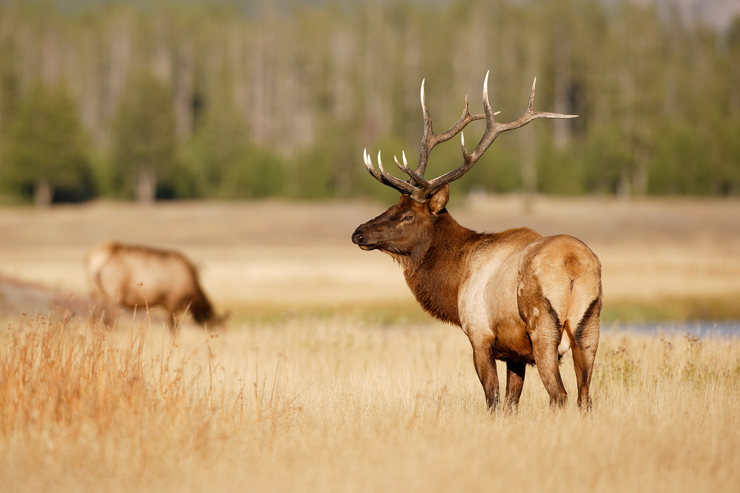 bull elk with cow in background feeding