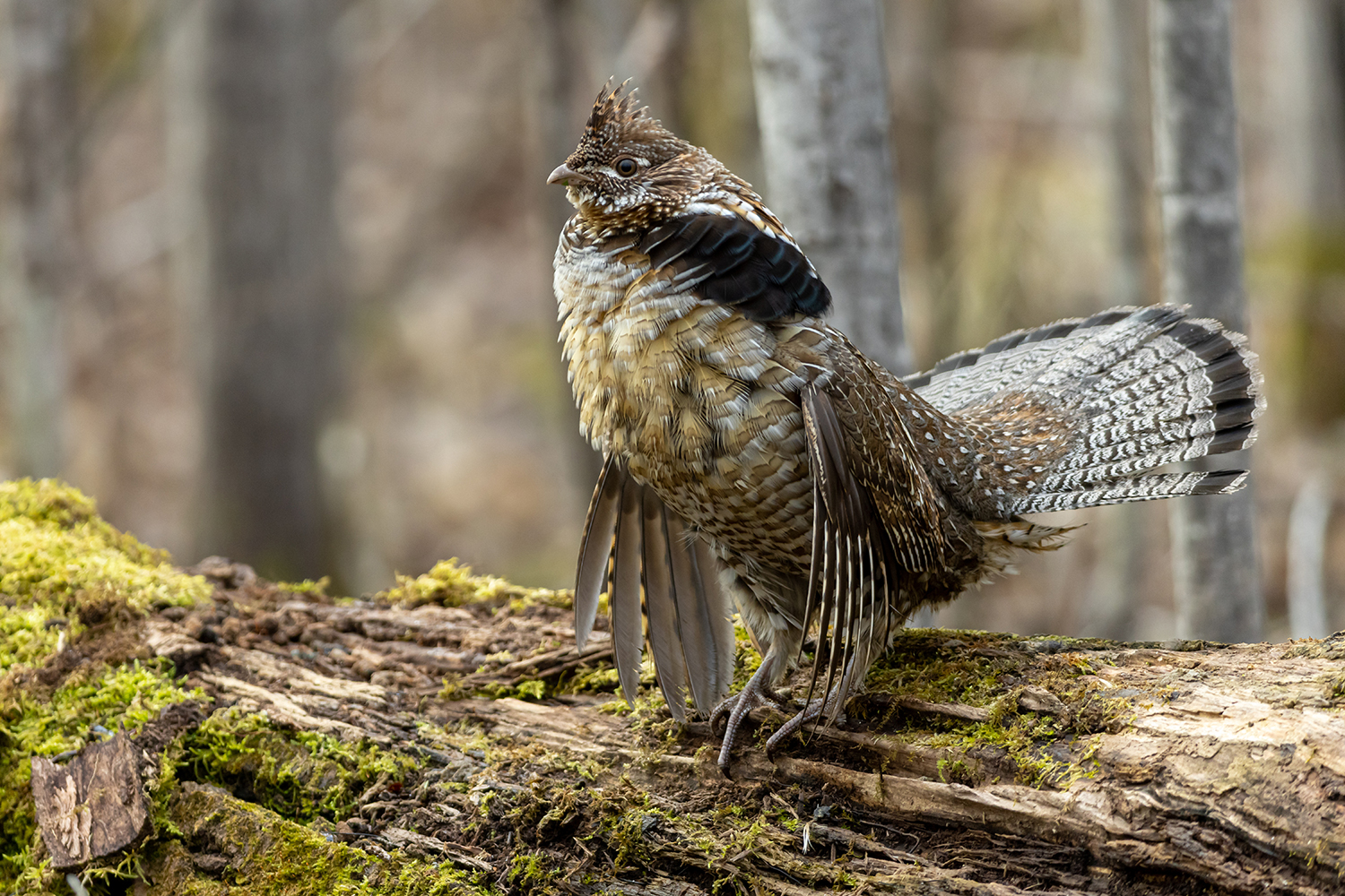Ruffed Grouse male drumming on log taken in central MN
