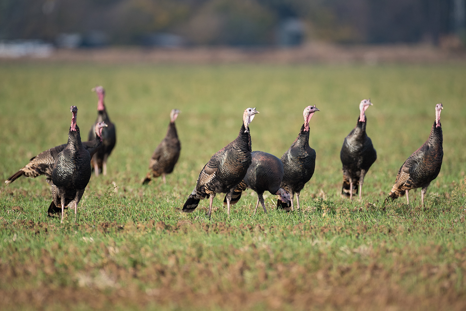 flock of wild turkeys in field.
