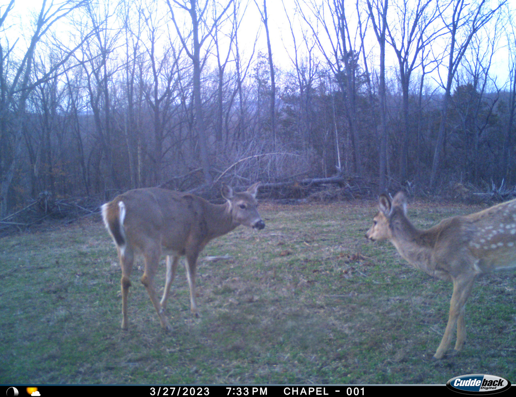 spotted fawn in march with adult doe
